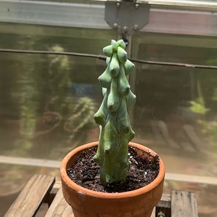 Photo of the plant species Boobie Cactus by @RJG named Hera on Greg, the plant care app