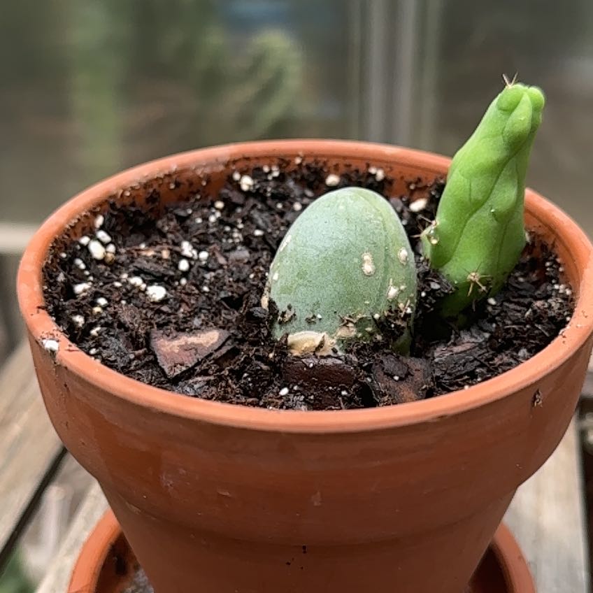 Photo of the plant species Penis cactus by @RJG named Willie on Greg, the plant care app