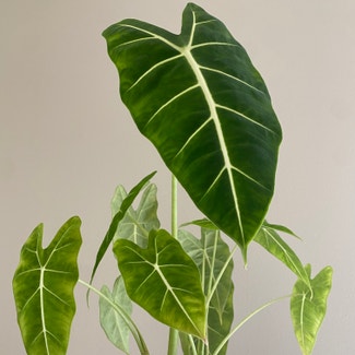 Alocasia 'Frydek' plant in Kailua-Kona, Hawaii
