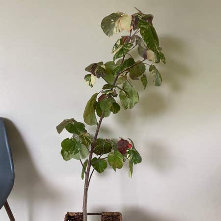 Photo of the plant species Hibiscus tiliaceus 'Tricolor' by @Harat9 named Hau on Greg, the plant care app