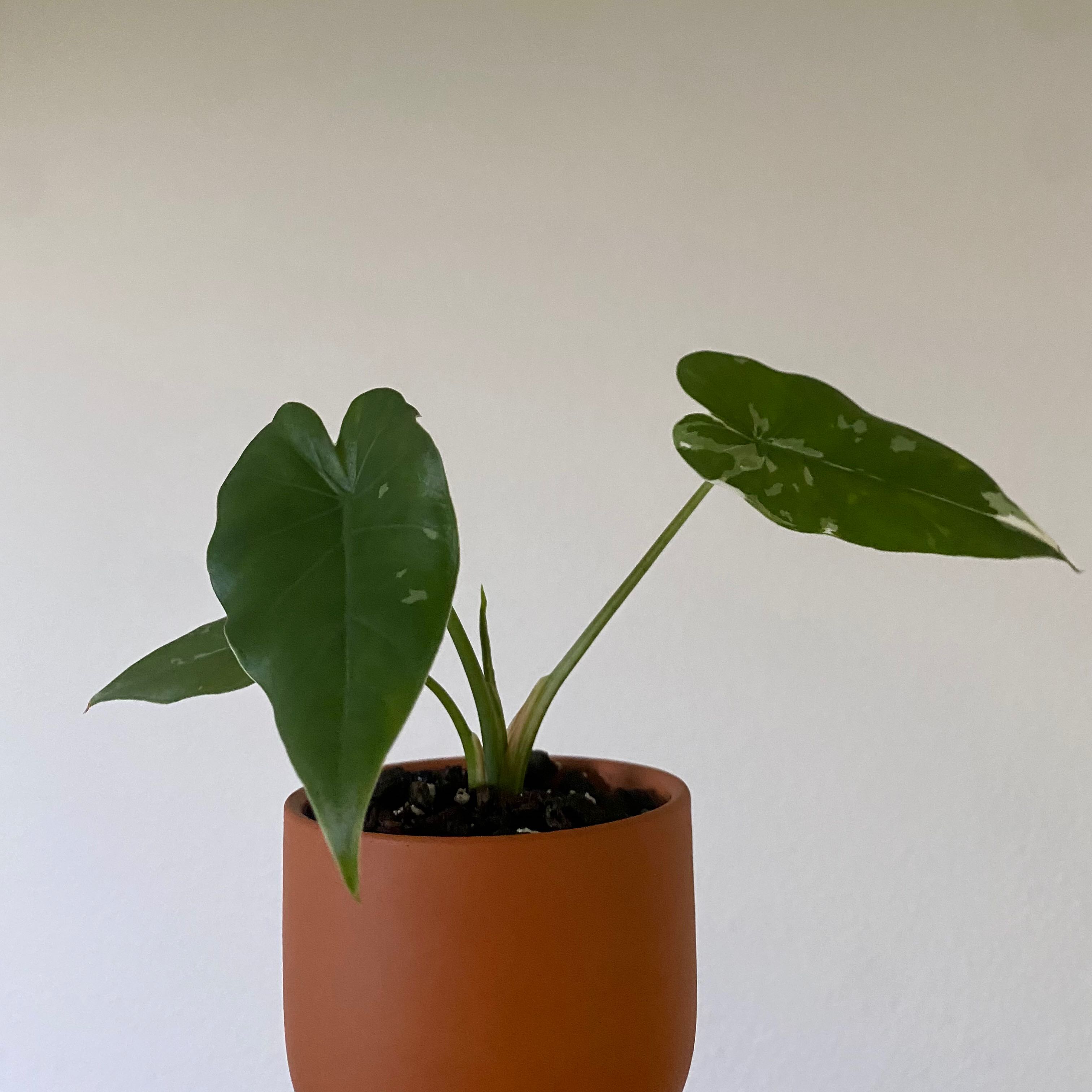 Variegated Alocasia plant in a terracotta pot with three visible leaves.