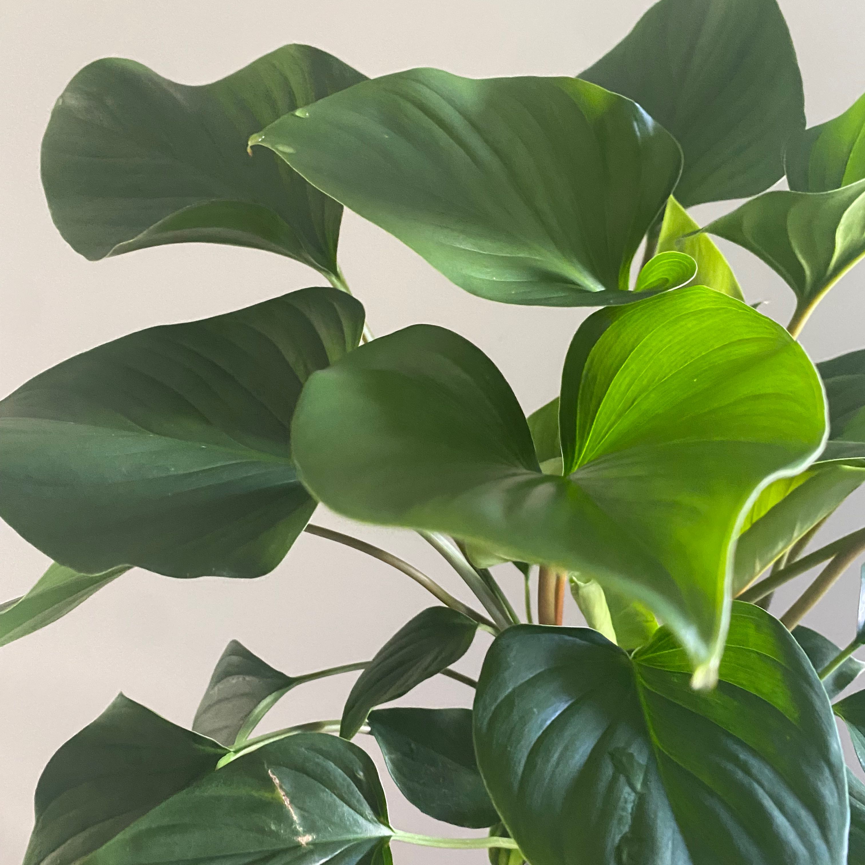 Homalomena 'Emerald Gem' plant with lush, green leaves, appearing healthy.