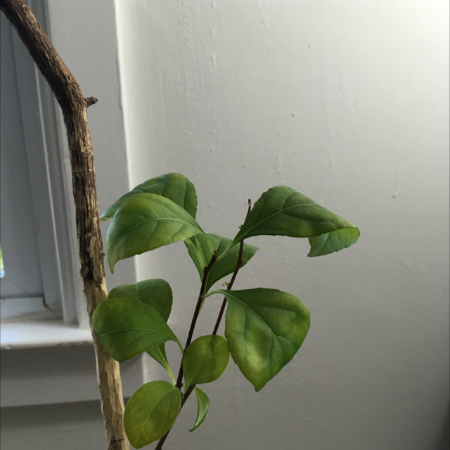 Plant care for Euonymus revolutus on Greg, the plant care app