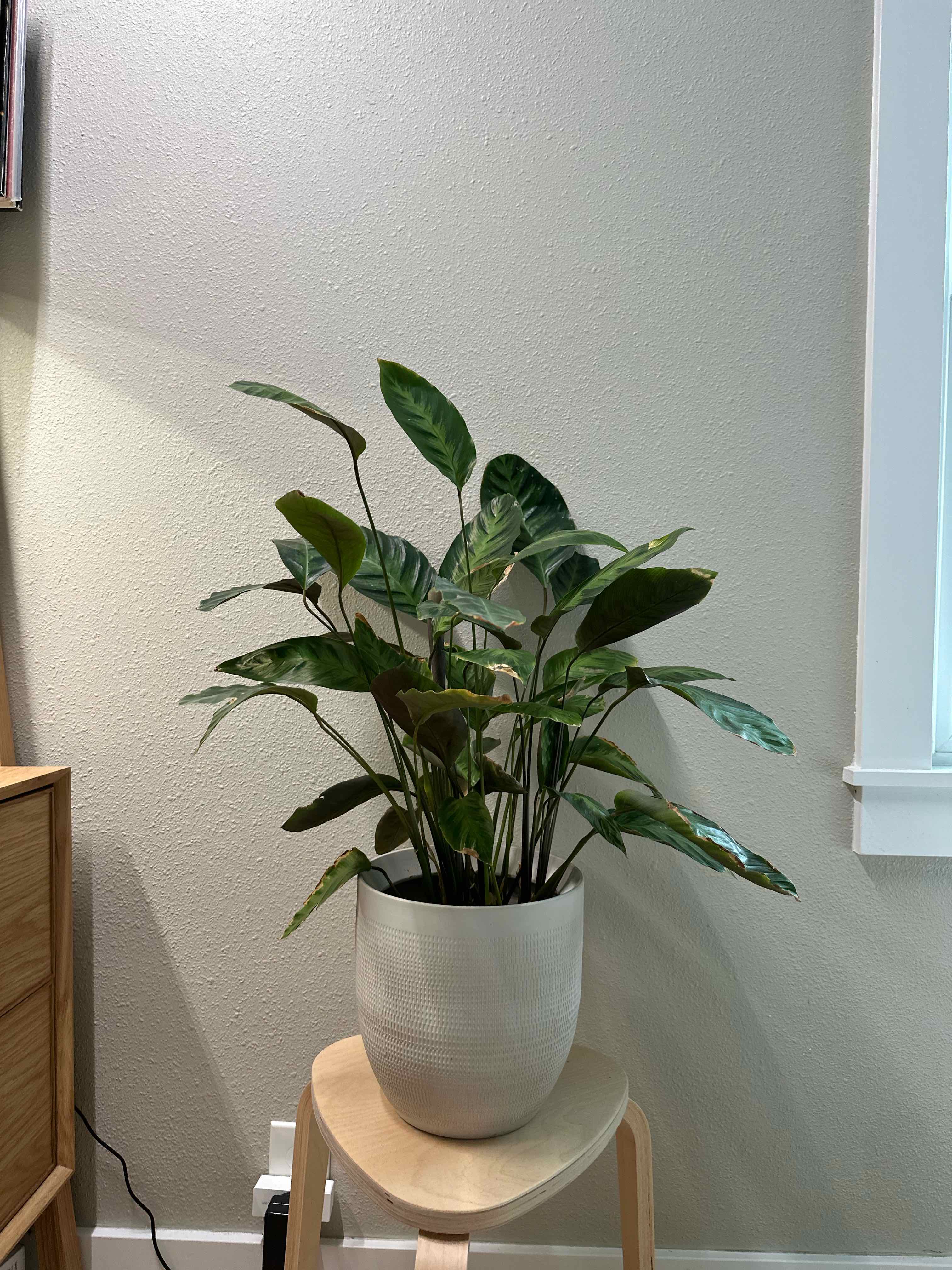 Rose Calathea plant photo by @Kimdaley named Fickle Fred on Greg, the plant care app.