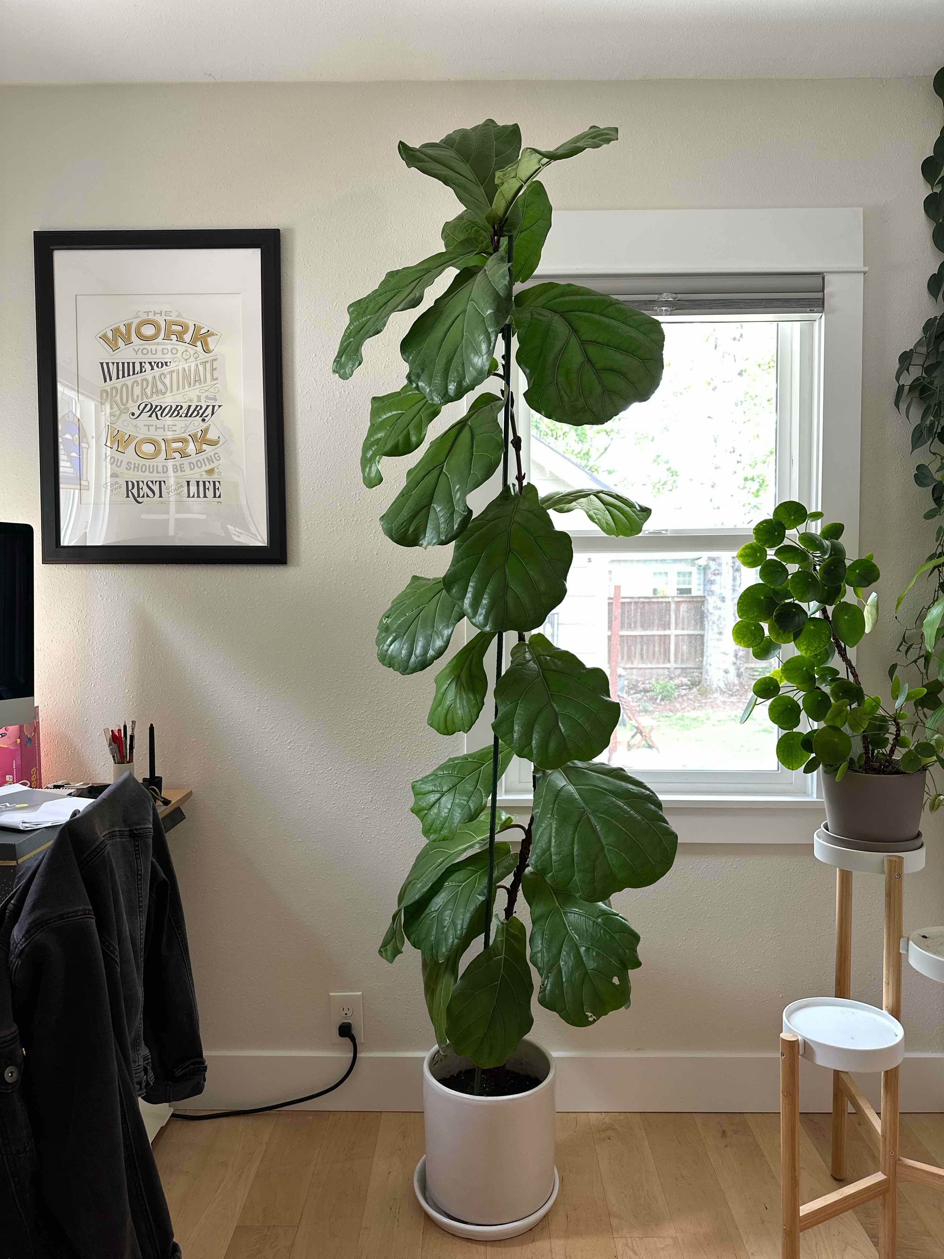 Fiddle Leaf Fig plant photo by @Kimdaley named Fiddle Jr on Greg, the plant care app.