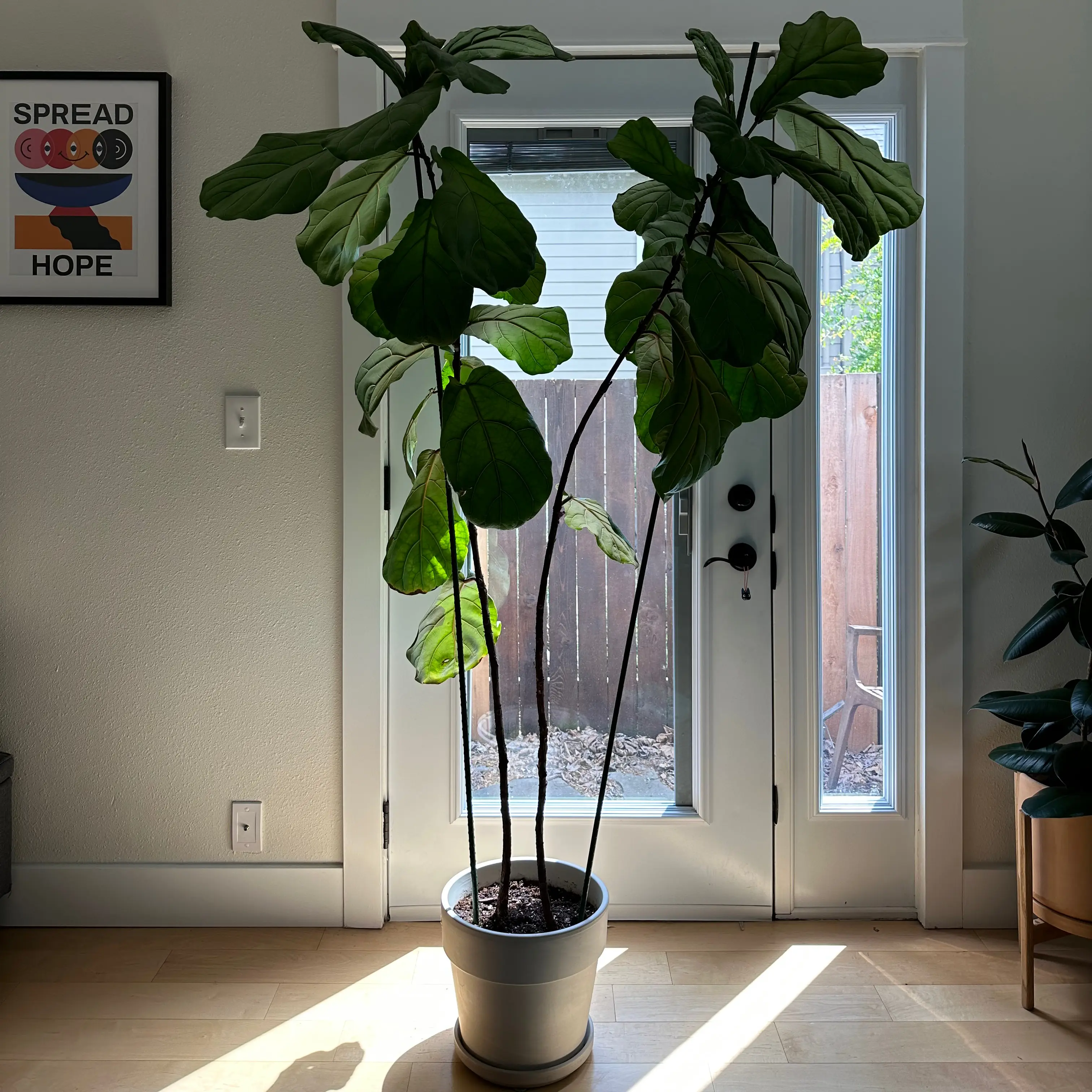 Fiddle Leaf Fig plant photo by @Kimdaley named Fiddle Mama on Greg, the plant care app.
