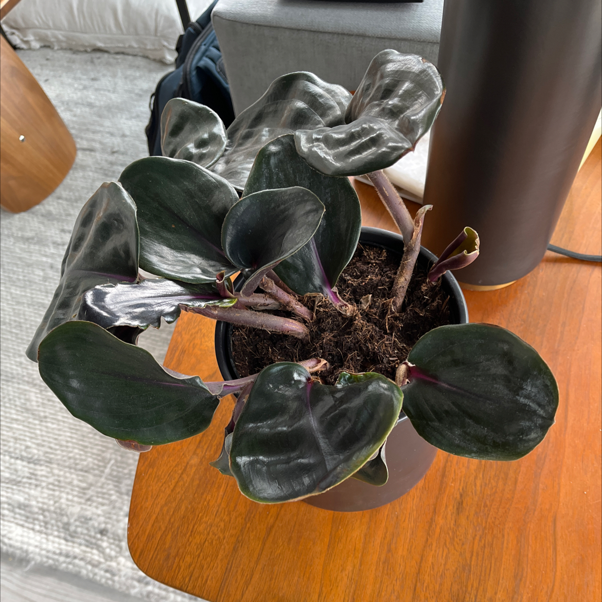 Potted Geogenanthus ciliatus with dark, glossy leaves on a wooden table.