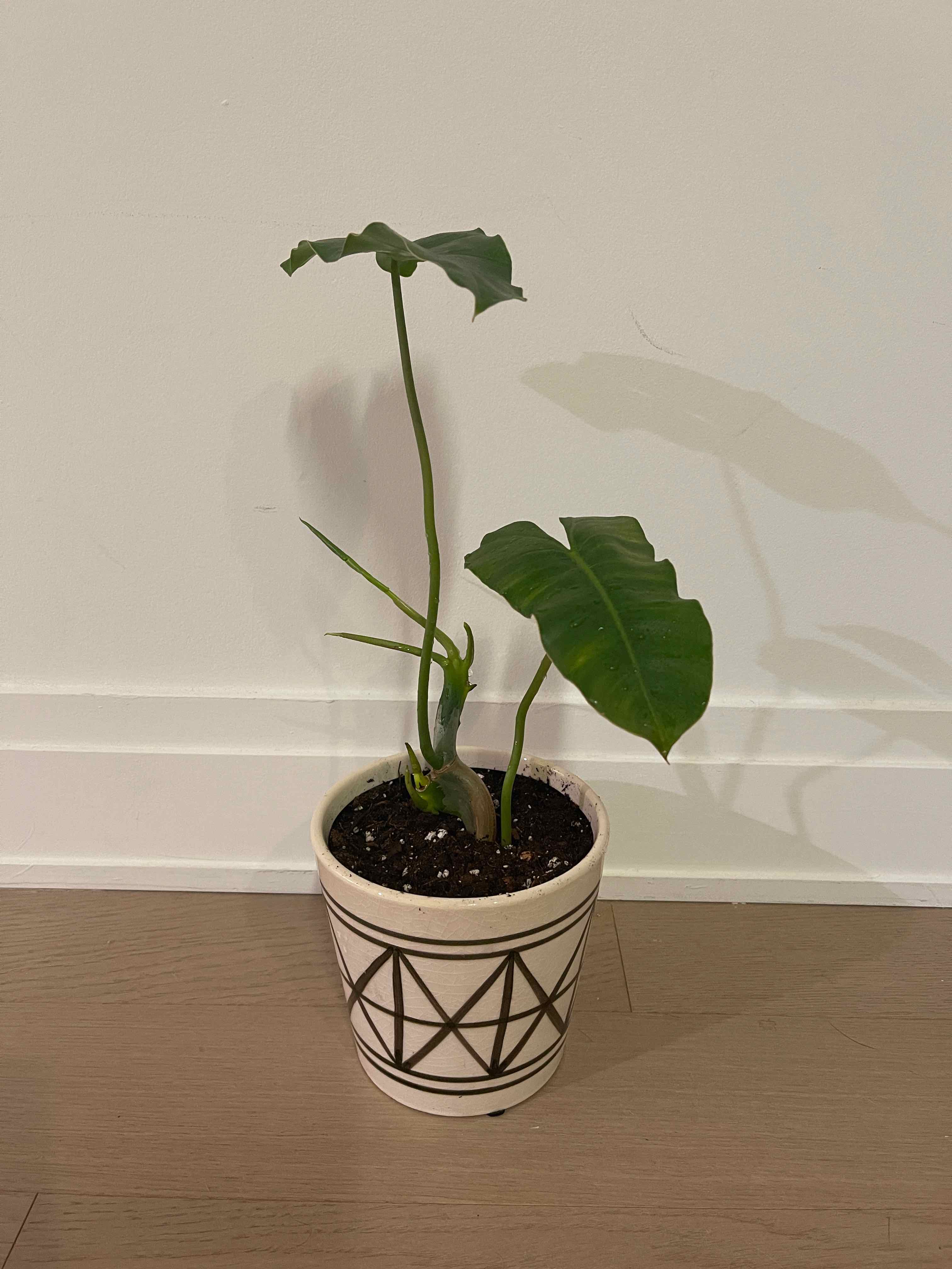 Potted Burle Marx plant with healthy green leaves in a decorative pot.