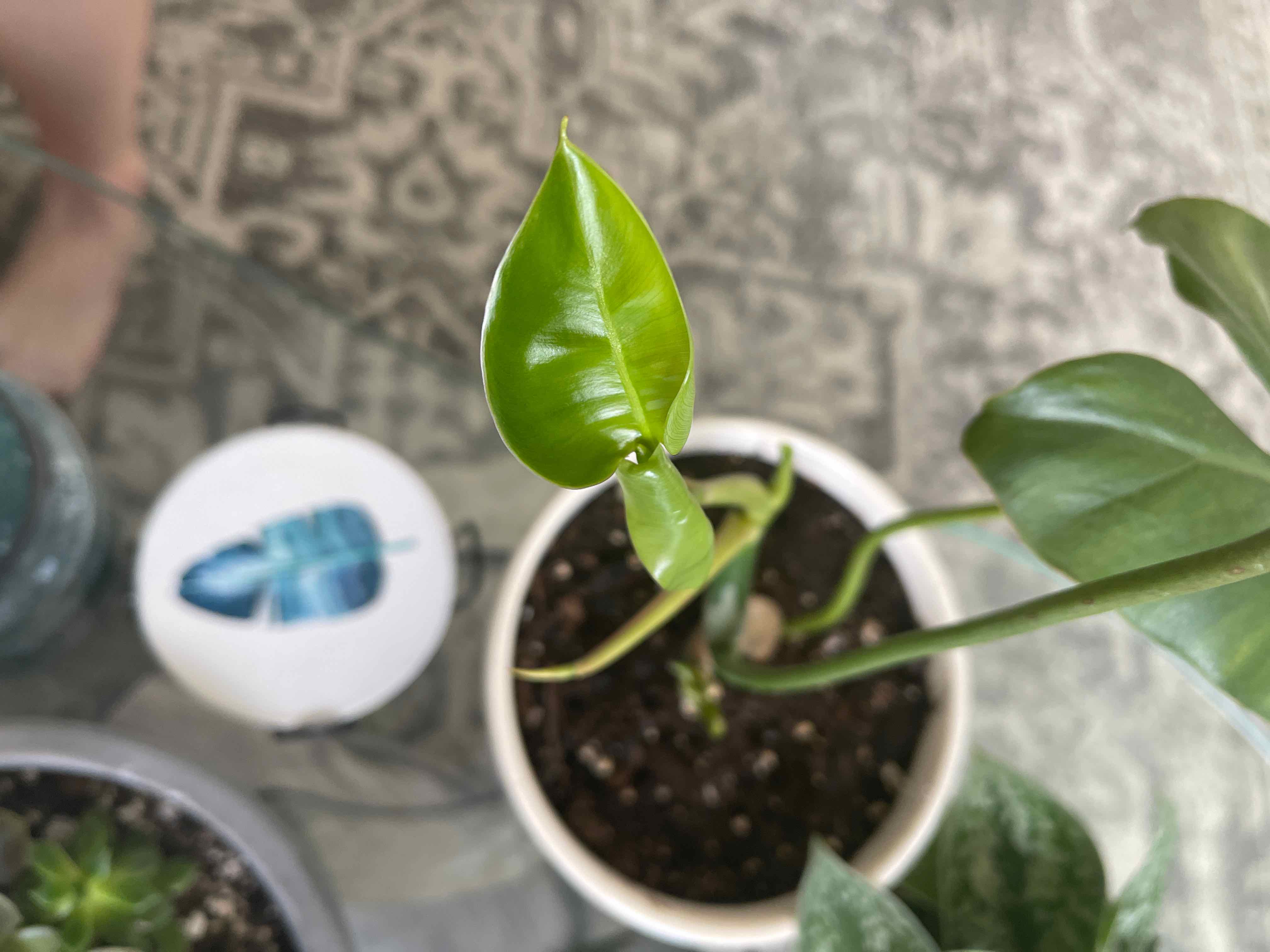 Potted Burle Marx plant with healthy green leaves and visible soil.
