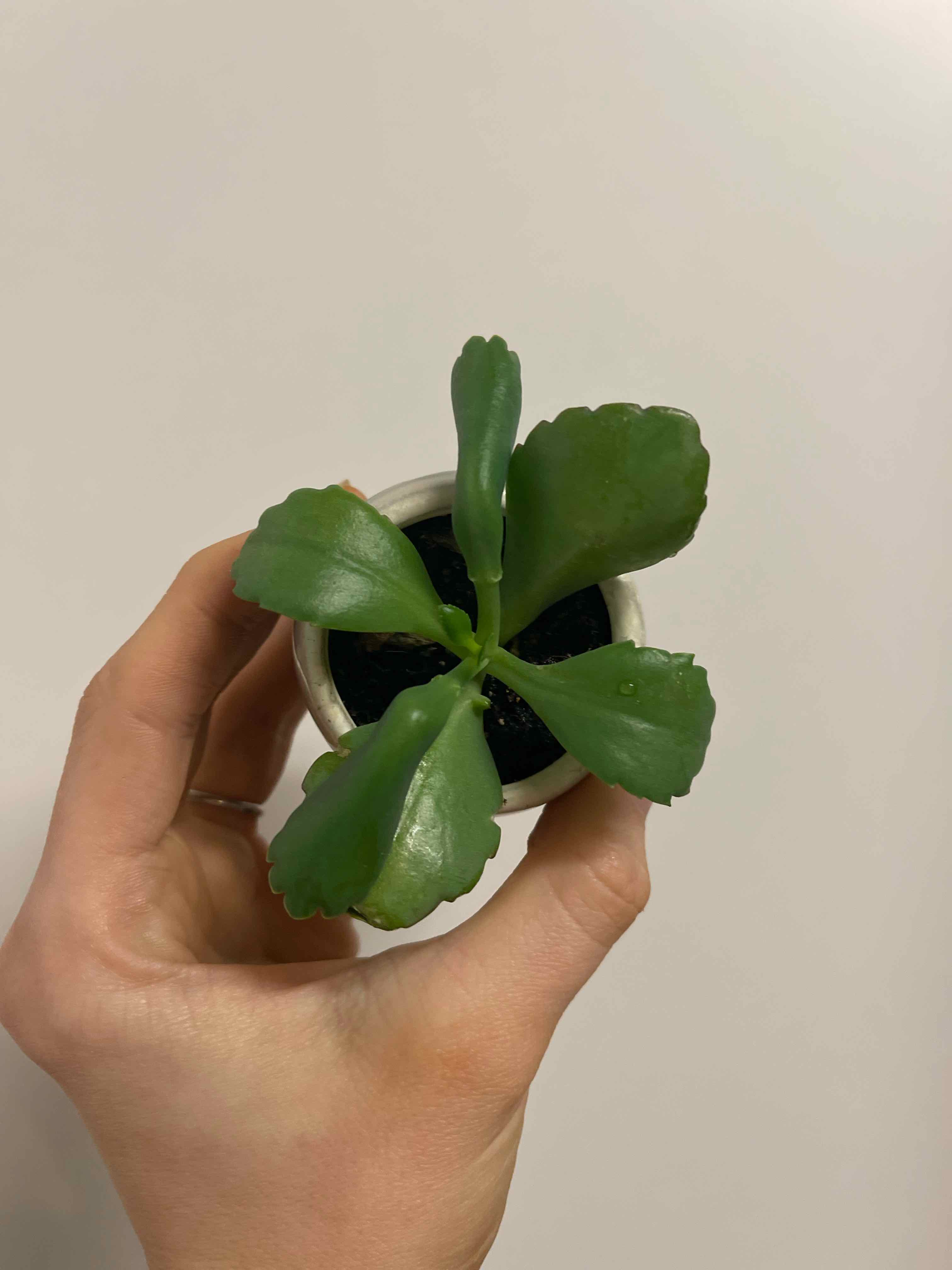 A healthy Millot Kalanchoe plant in a small pot, held by a hand.