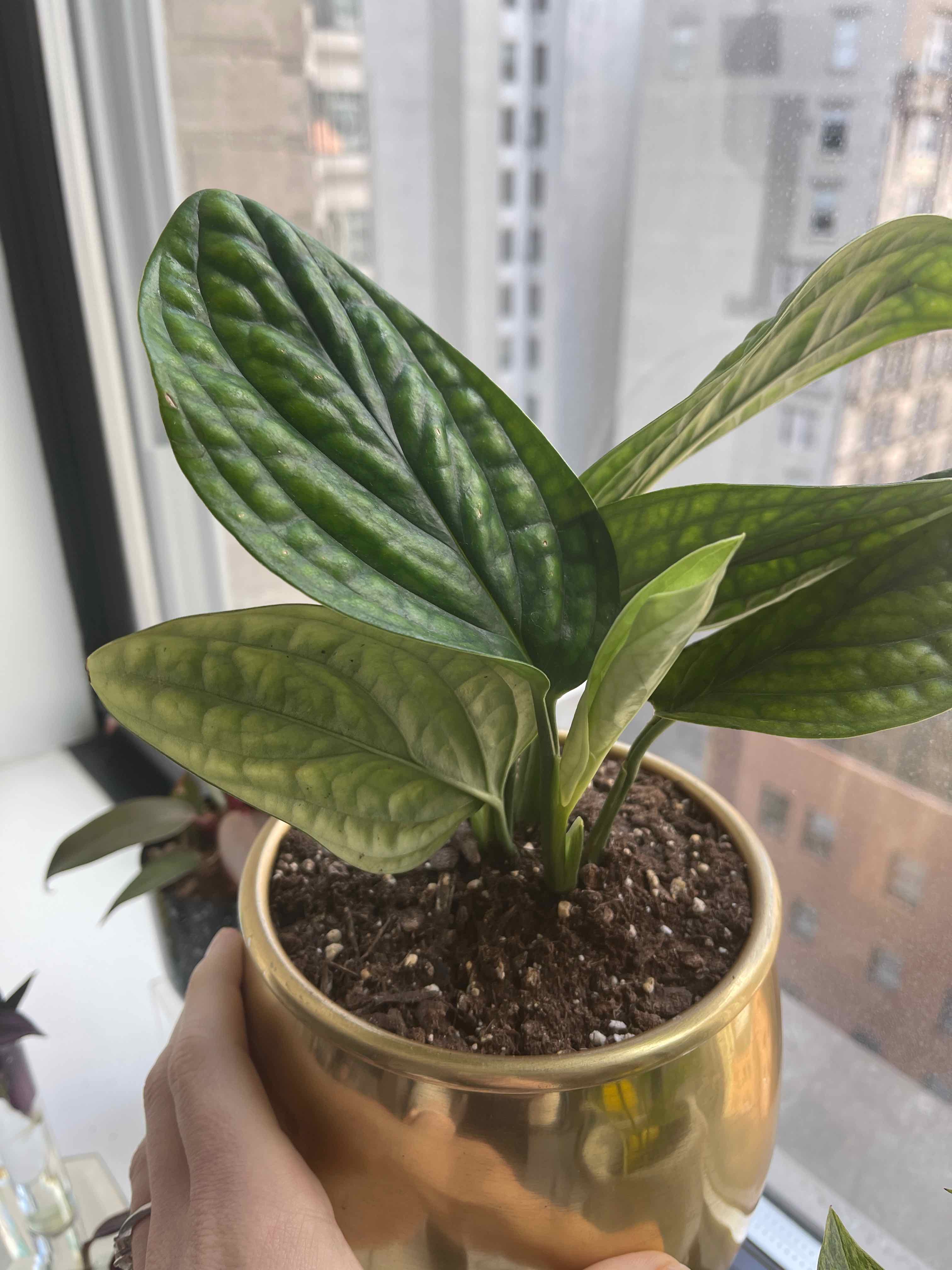 Monstera Peru Benefits: Enhance Your Home & Health