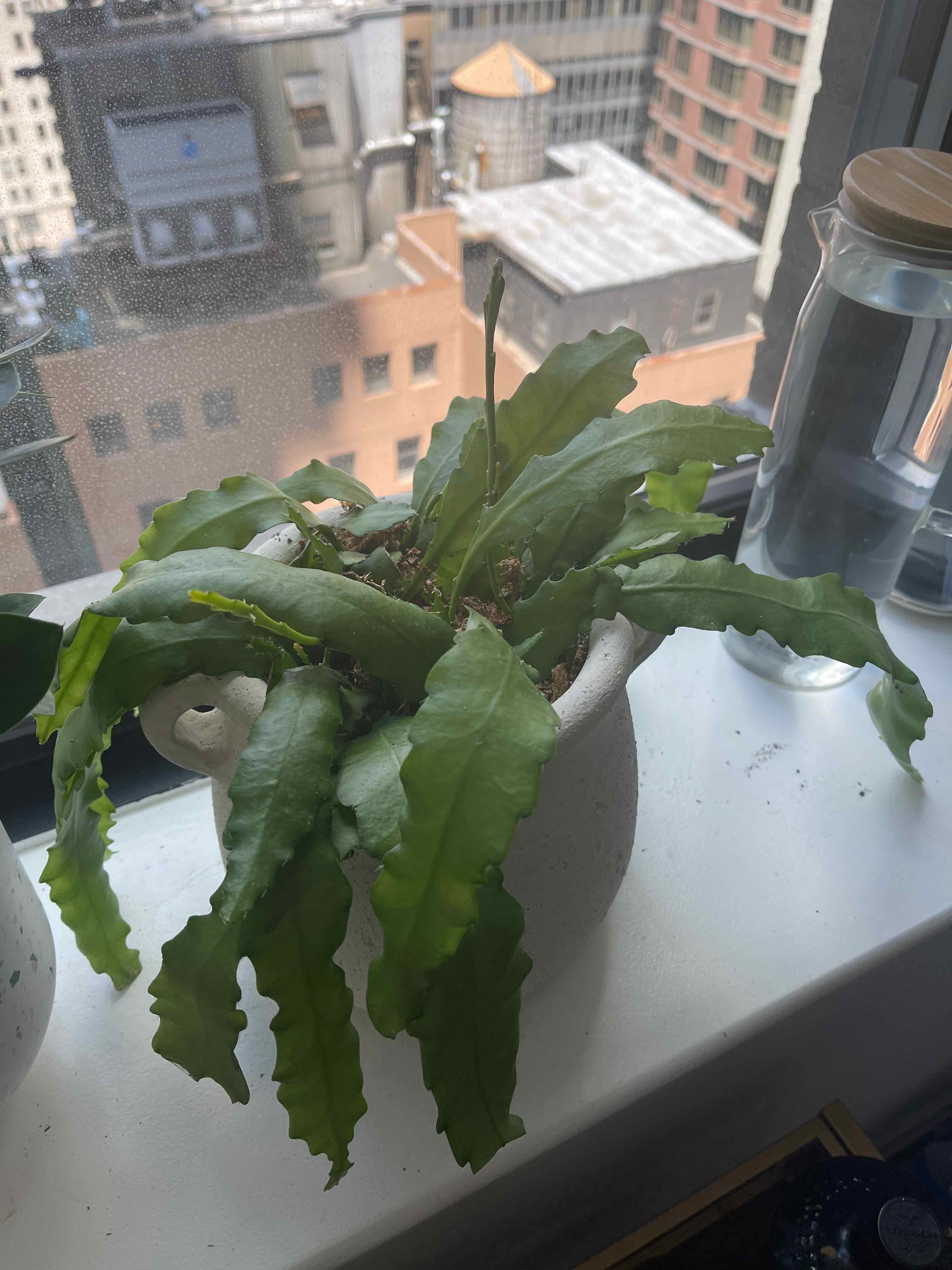 Dutchman's Pipe Cactus on a windowsill with a cityscape background.