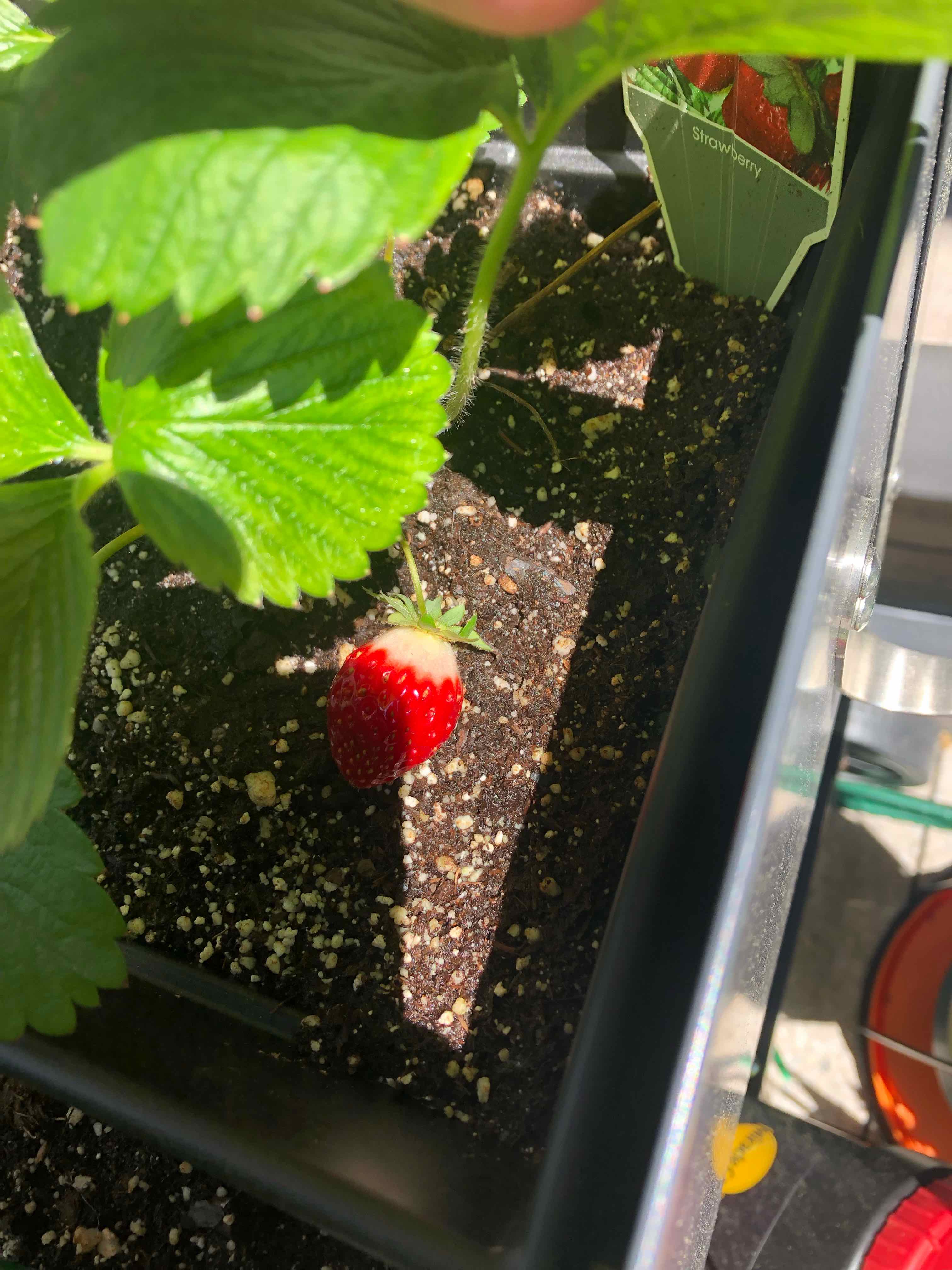 California Strawberry plant with green leaves and a single red strawberry in a container.