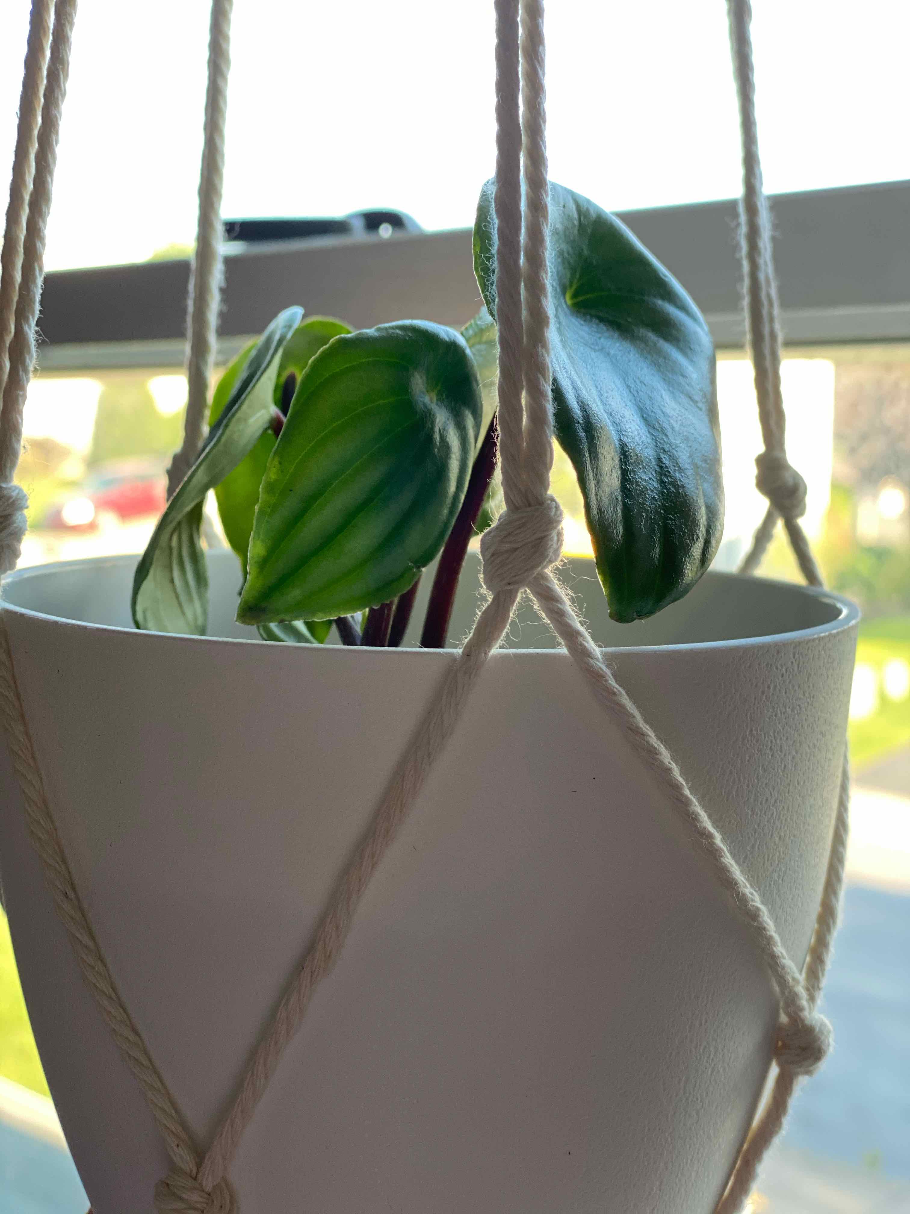 Watermelon Peperomia plant in a white hanging pot with healthy, vibrant leaves.
