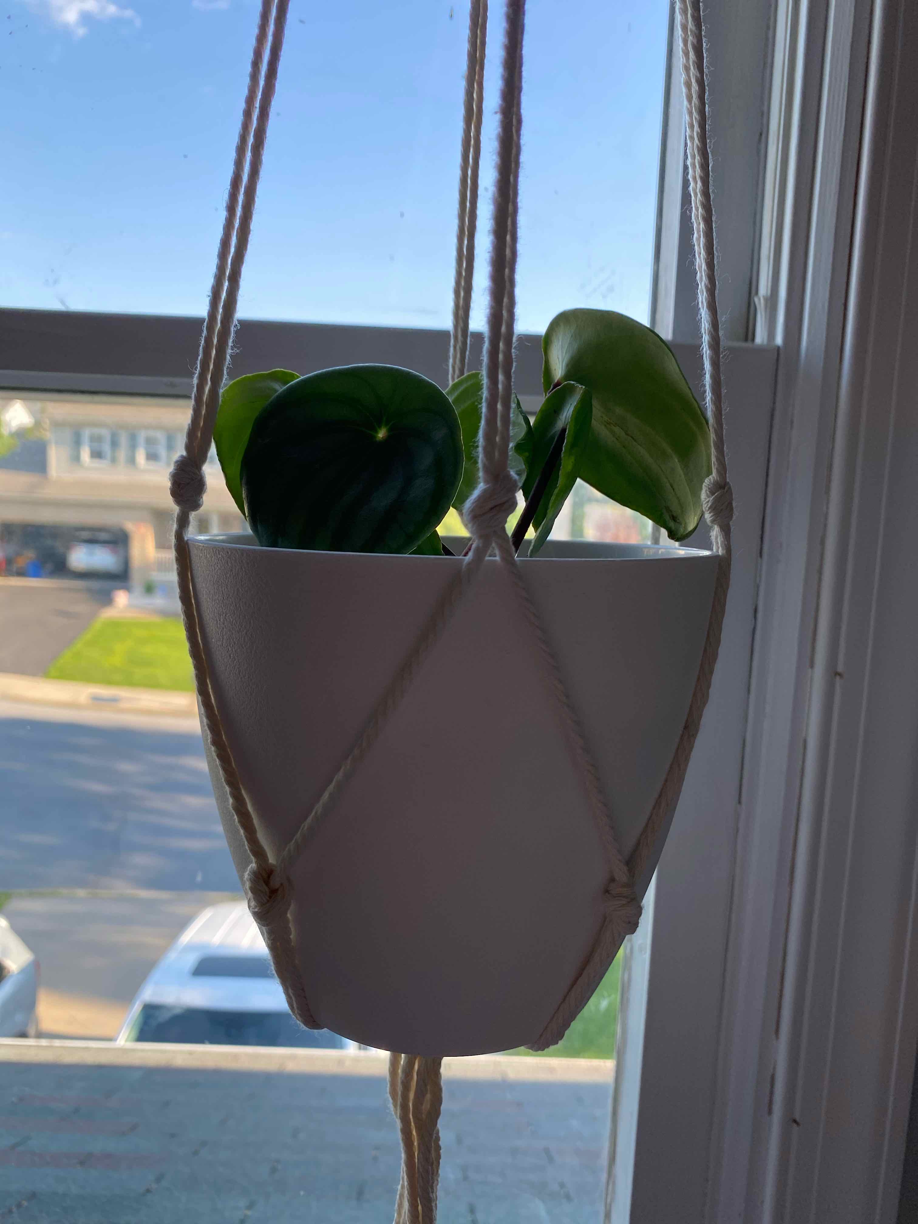 Watermelon Peperomia plant in a hanging pot near a window, appearing healthy.