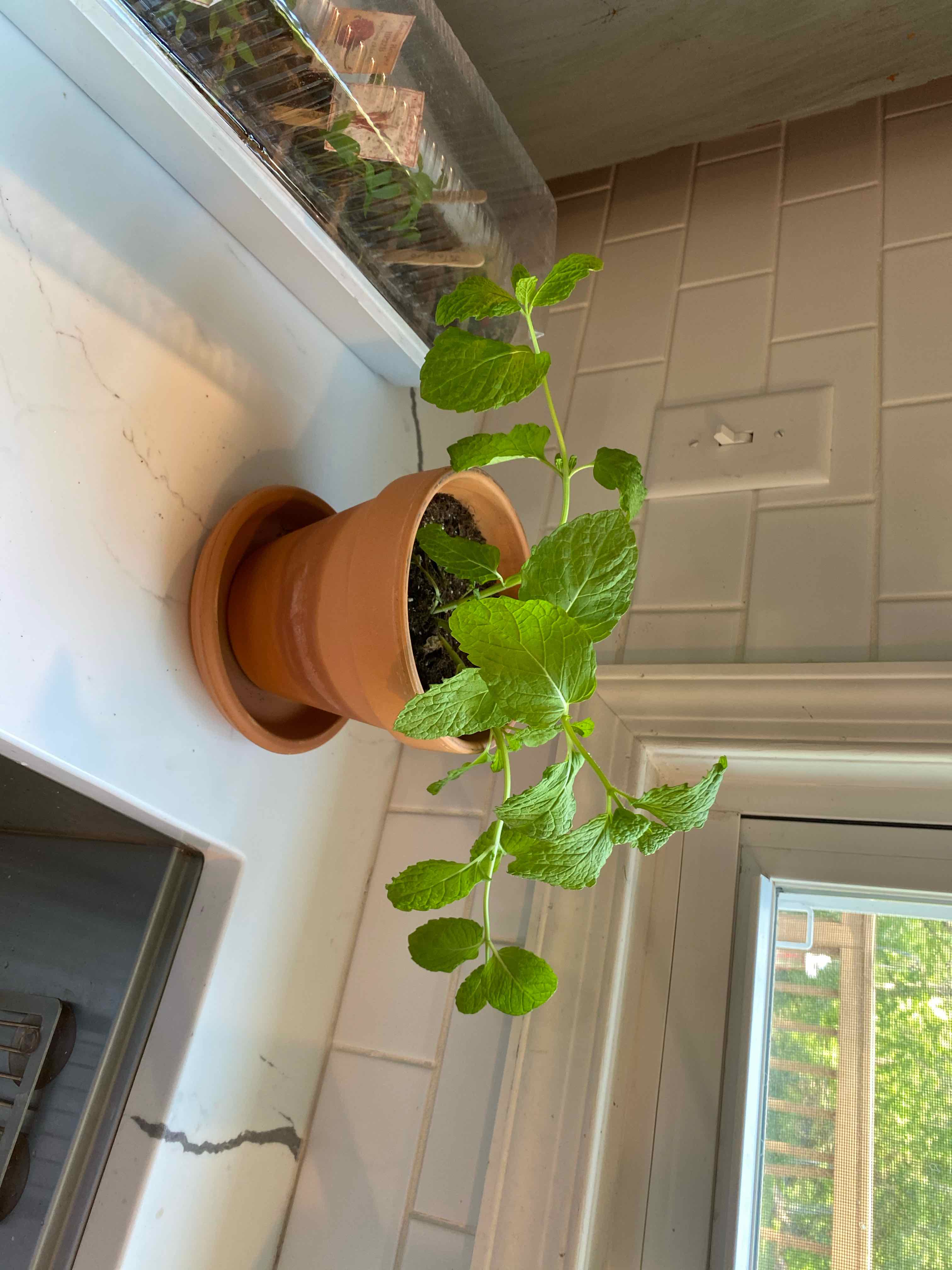 Potted Apple Mint plant on a windowsill with vibrant green leaves.