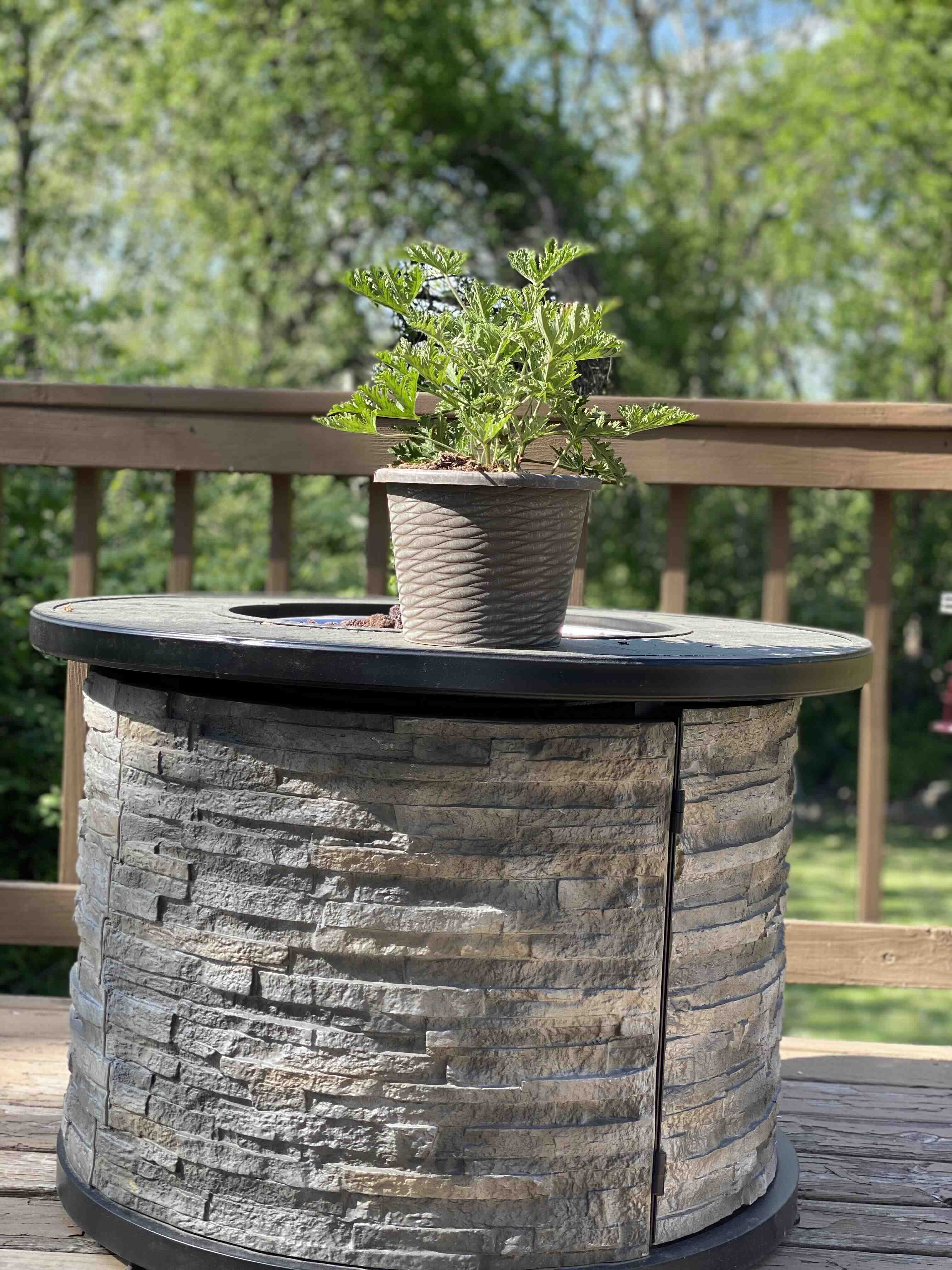 Potted Sweet Scented Geranium on a round stone table outdoors.