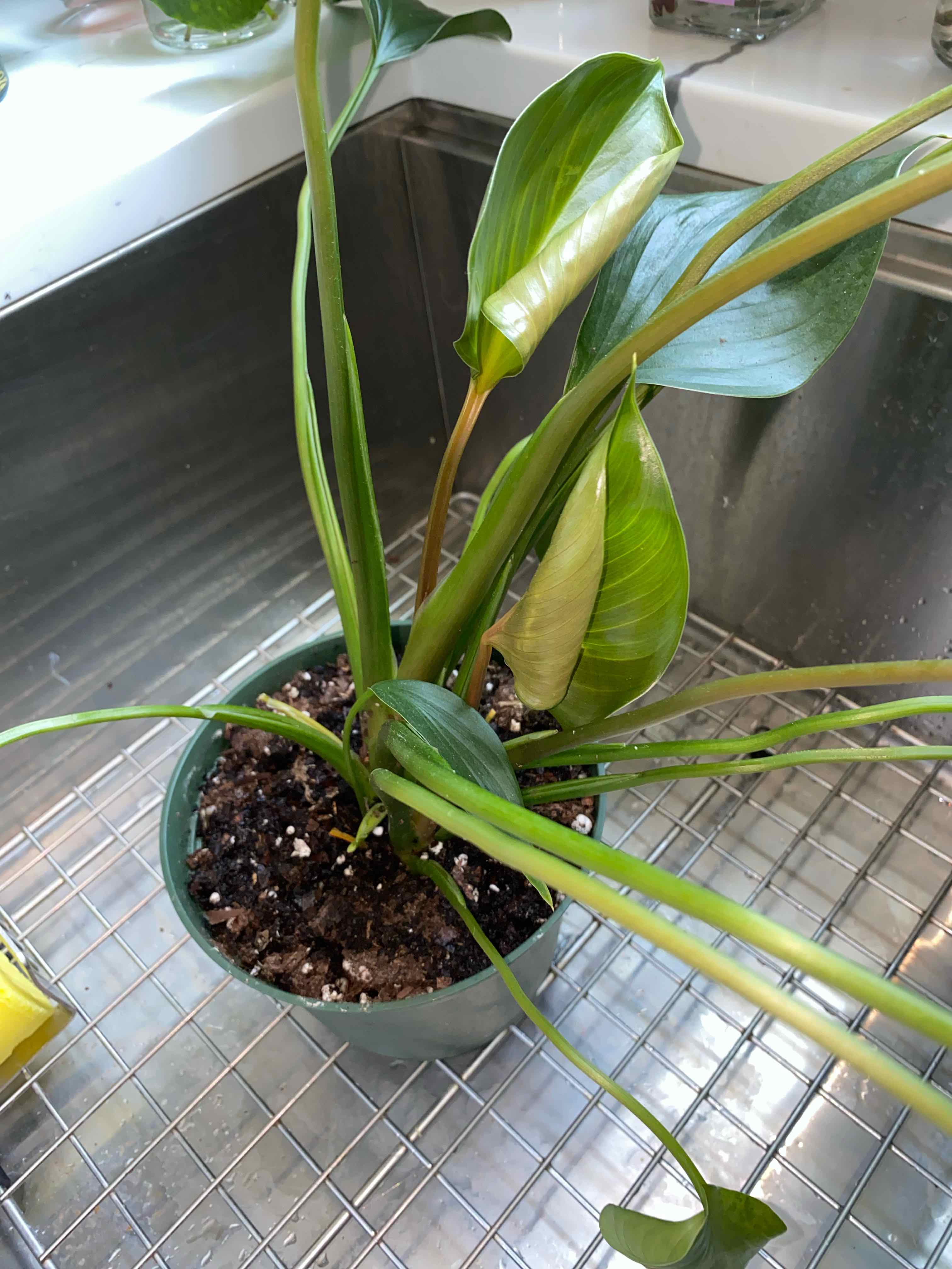 Homalomena 'Emerald Gem' plant in a pot with visible soil, showing some yellowing and browning leaves.