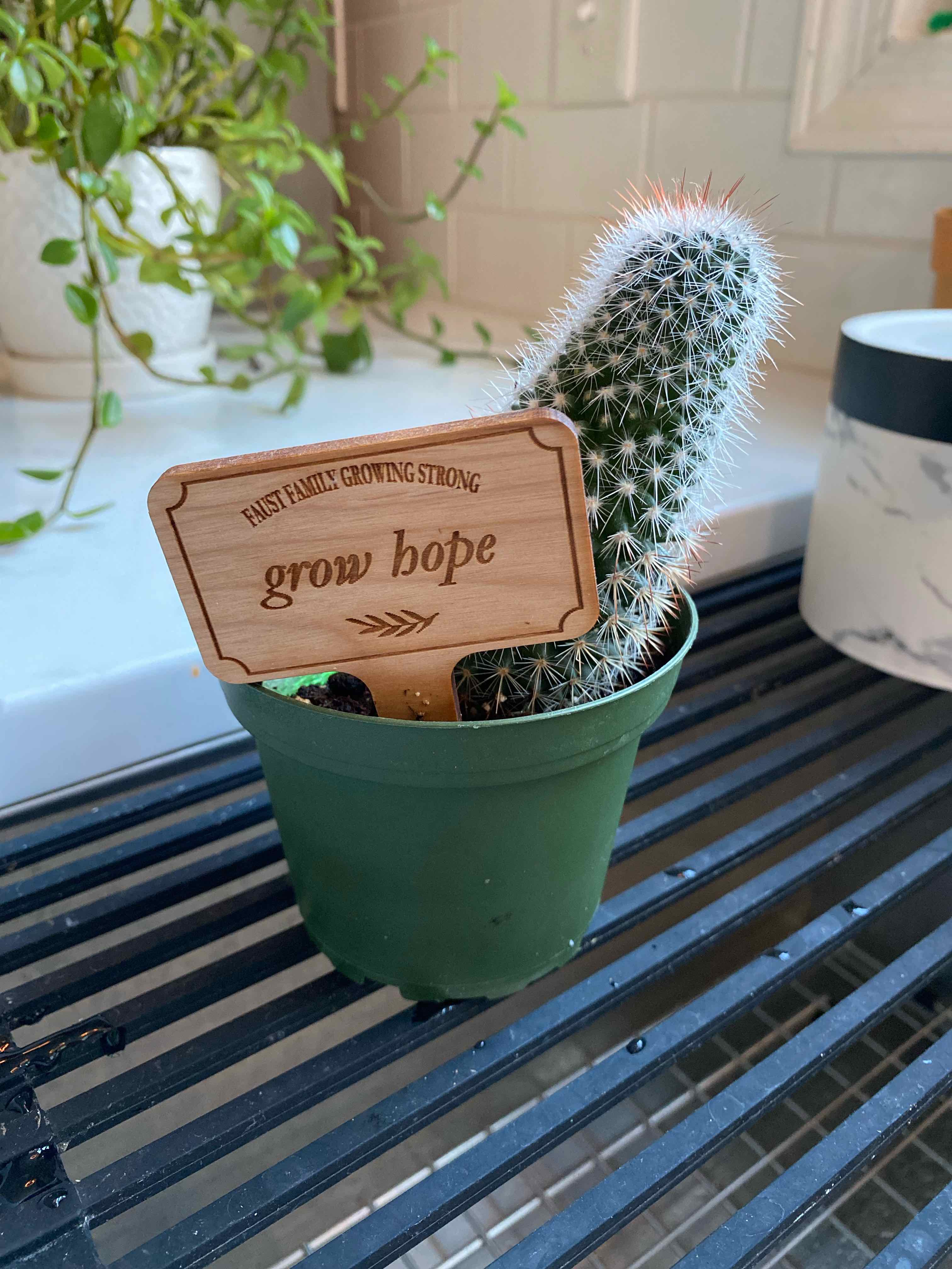 Spiny Pincushion Cactus in a green pot with a 'grow hope' sign.