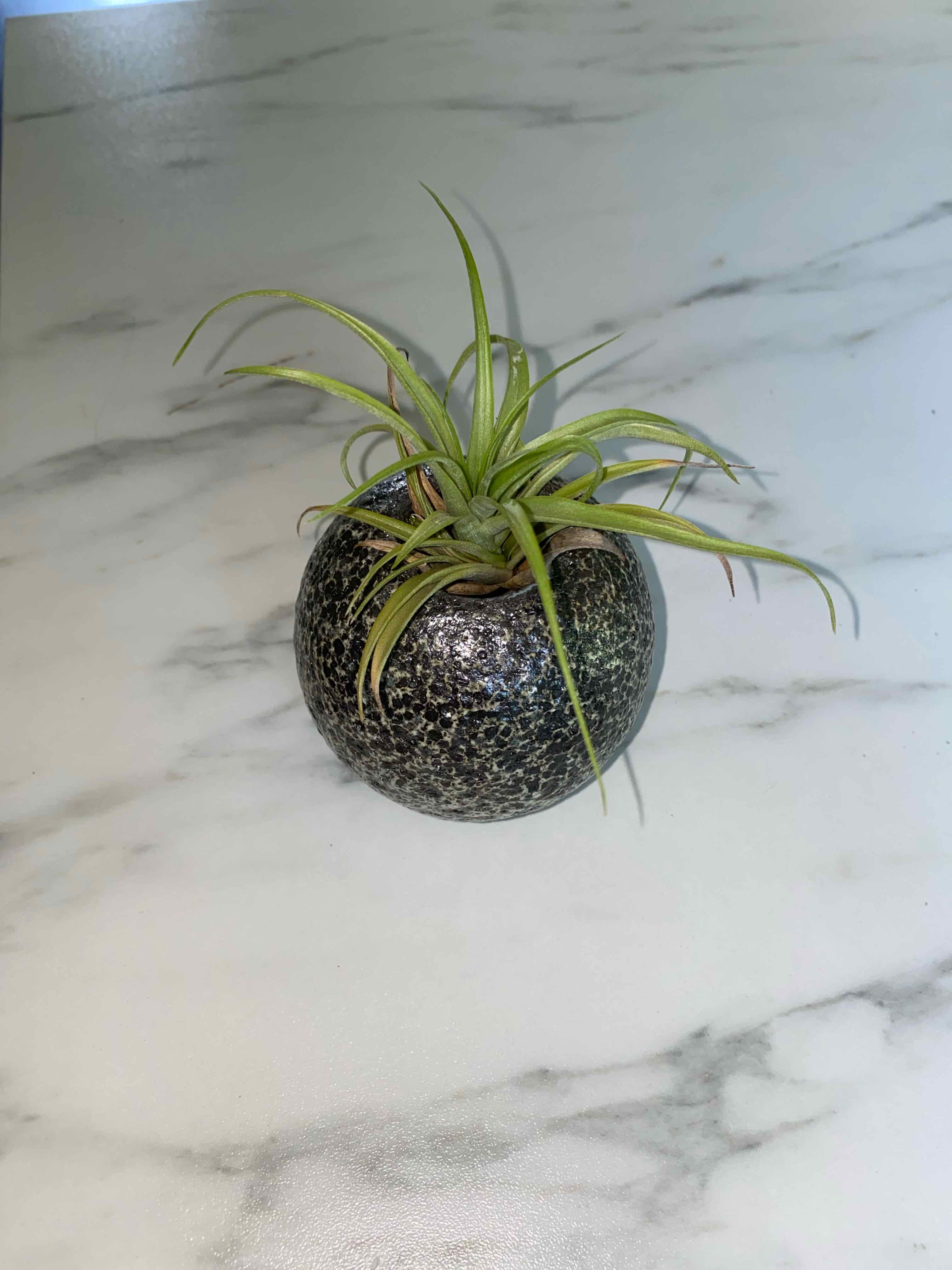 Spreading Airplant in a small, round pot on a marble surface.