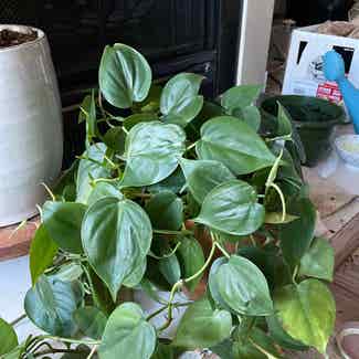 Heartleaf Philodendron plant in Seattle, Washington