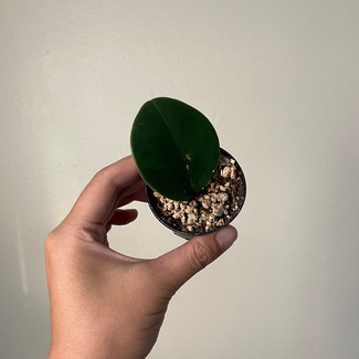 Baby Rubber Plant plant in Seattle, Washington