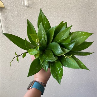 Hoya pubicalyx 'Splash' plant in Seattle, Washington