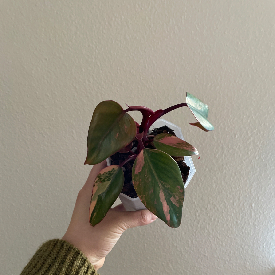 A healthy Strawberry Shake Philodendron plant in a white pot, held by a hand.