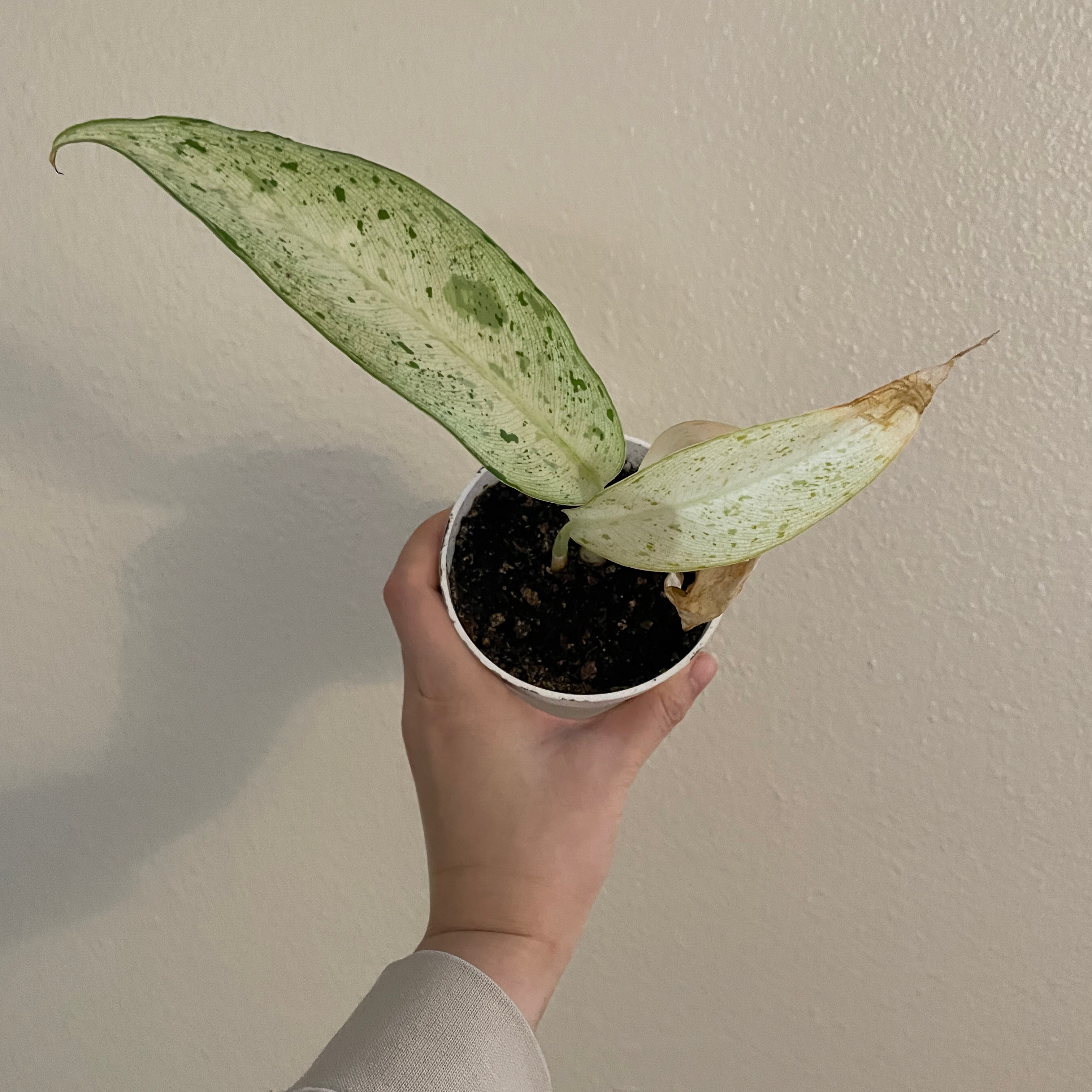 Dieffenbachia 'Camouflage' plant with browning leaf tips, held in a hand.