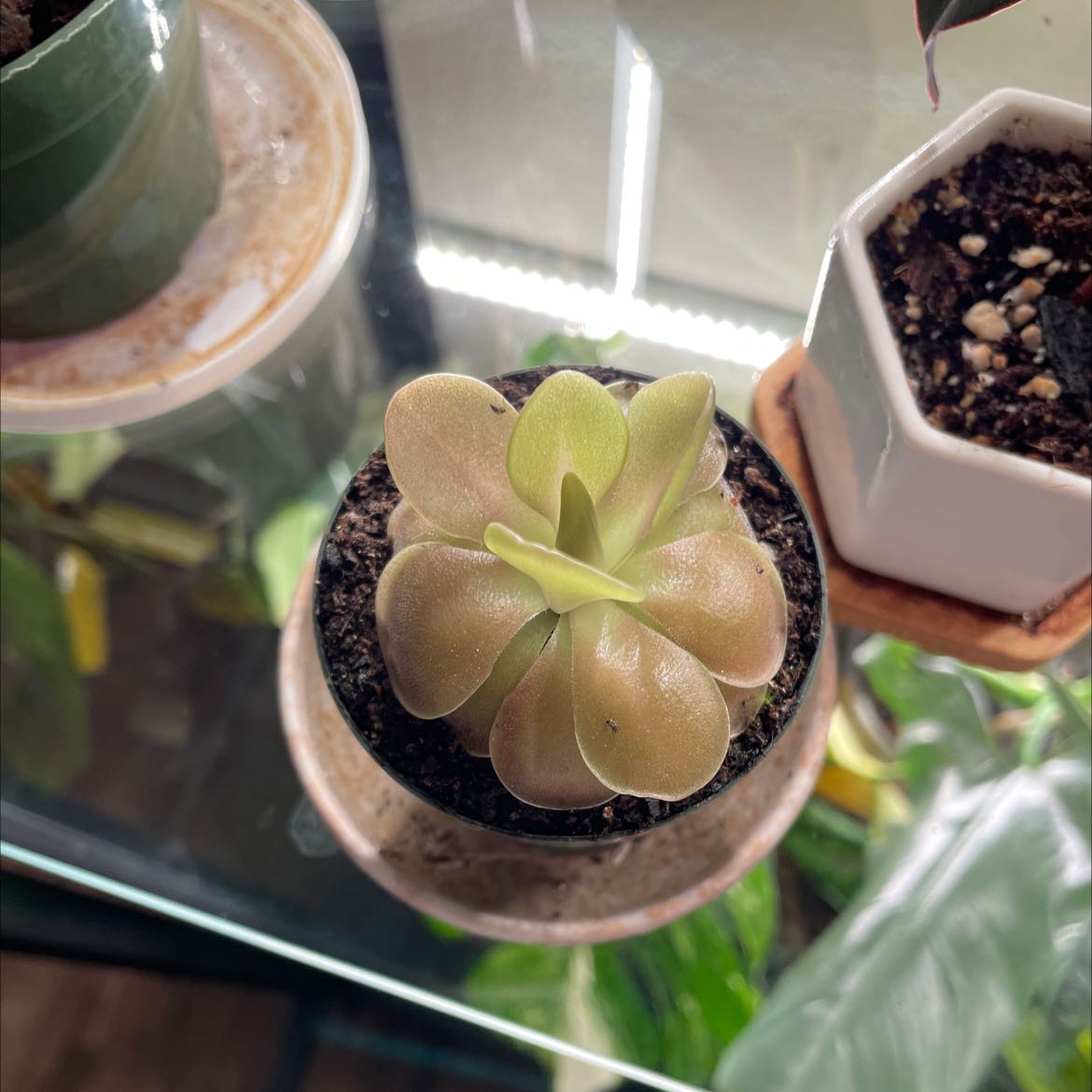 Photo of the plant species Sethos Butterwort by @angelatwong named Pim on Greg, the plant care app