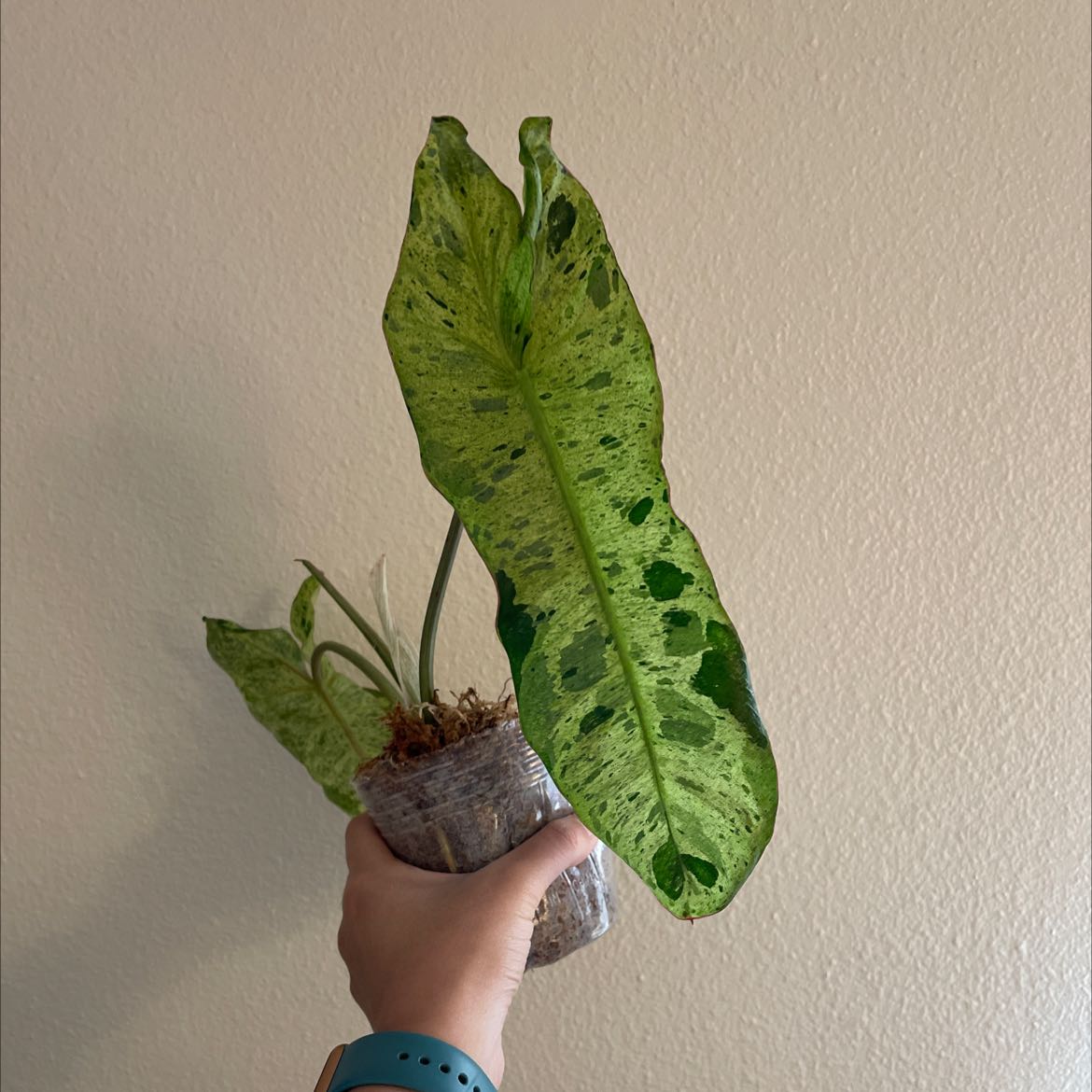 Paraiso Verde Philodendron with variegated leaves held in a small pot.