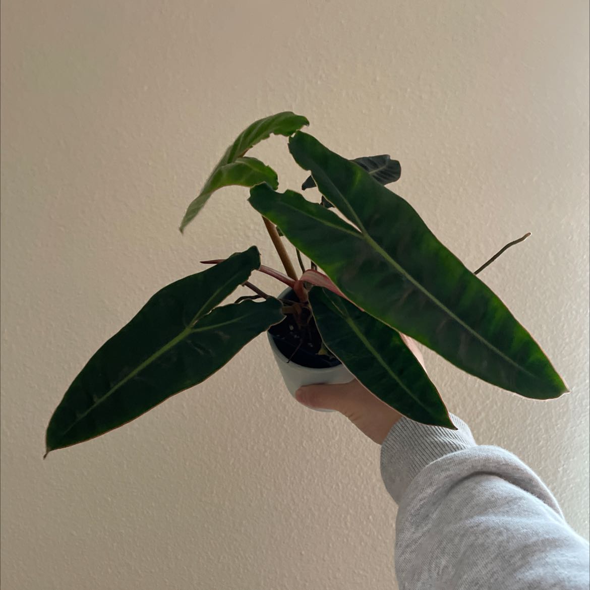 Philodendron billietiae plant with elongated dark green leaves held up by a hand.