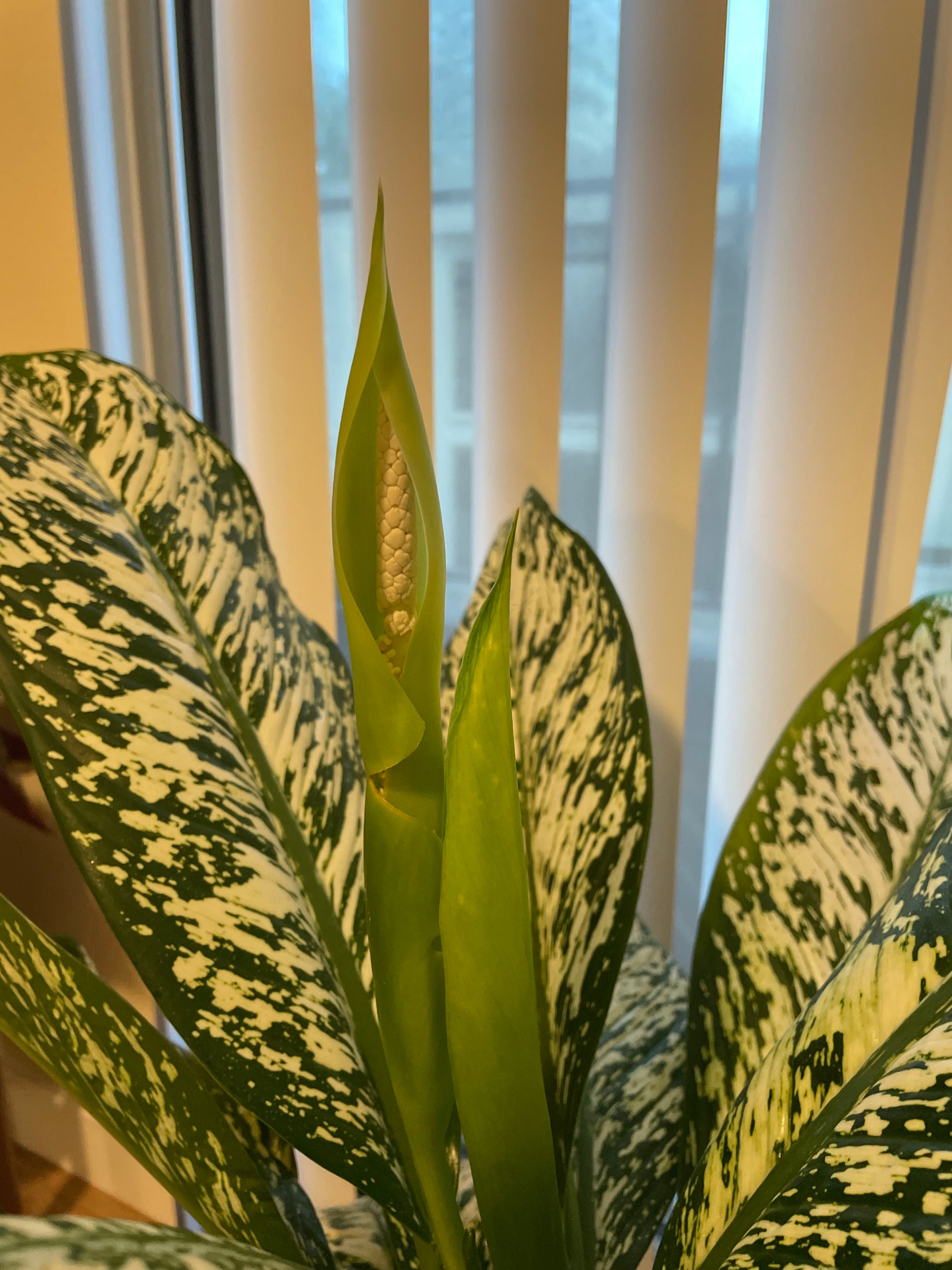 White etna dieffenbachia&rsquo;s bloom is opening! 🥰