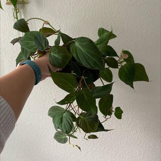 Philodendron Micans plant in Seattle, Washington