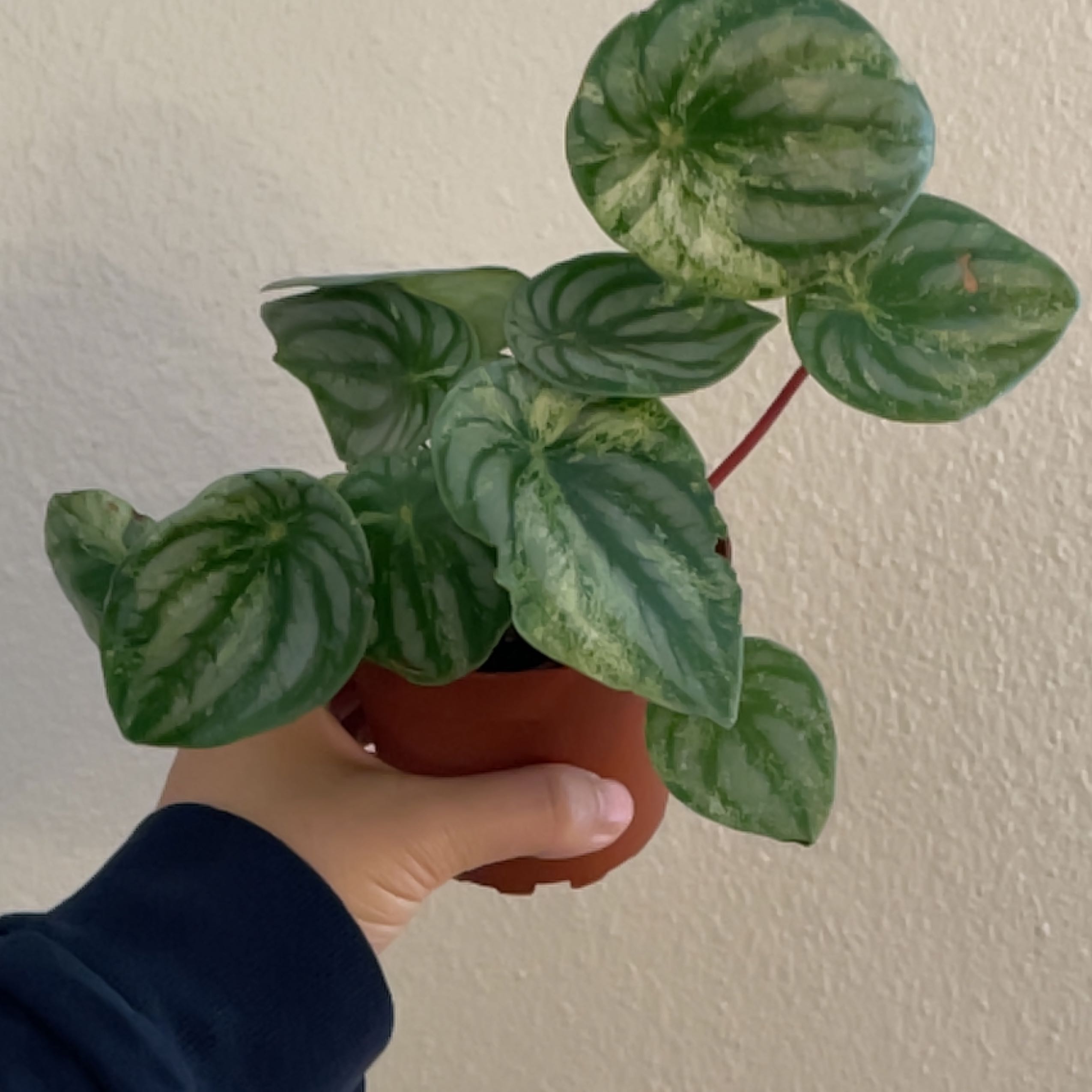 Photo of the plant species Variegated Watermelon Peperomia by @angelatwong named Harmony on Greg, the plant care app