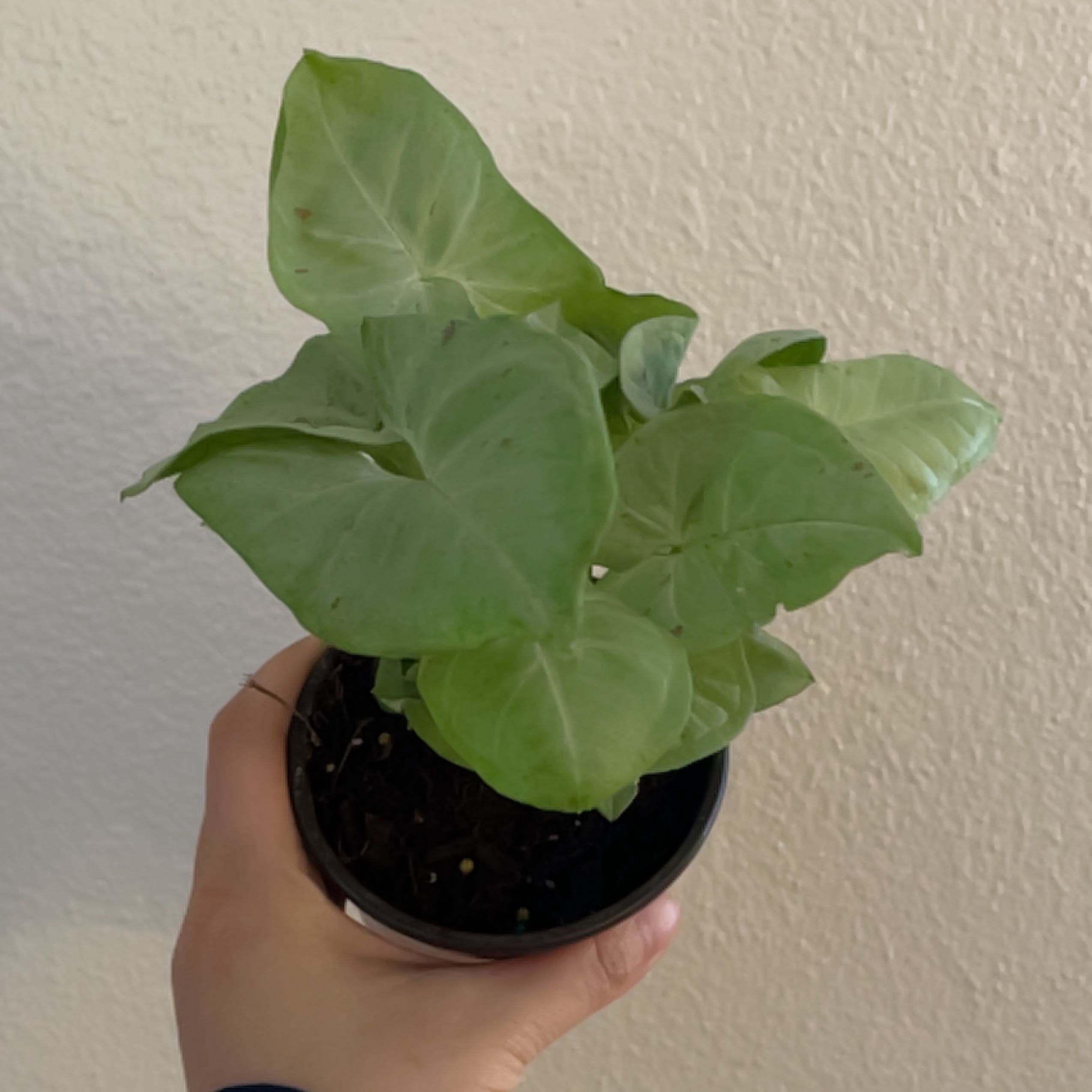 Syngonium 'Milk Confetti' plant in a small pot held by a hand. Leaves are light green and healthy.