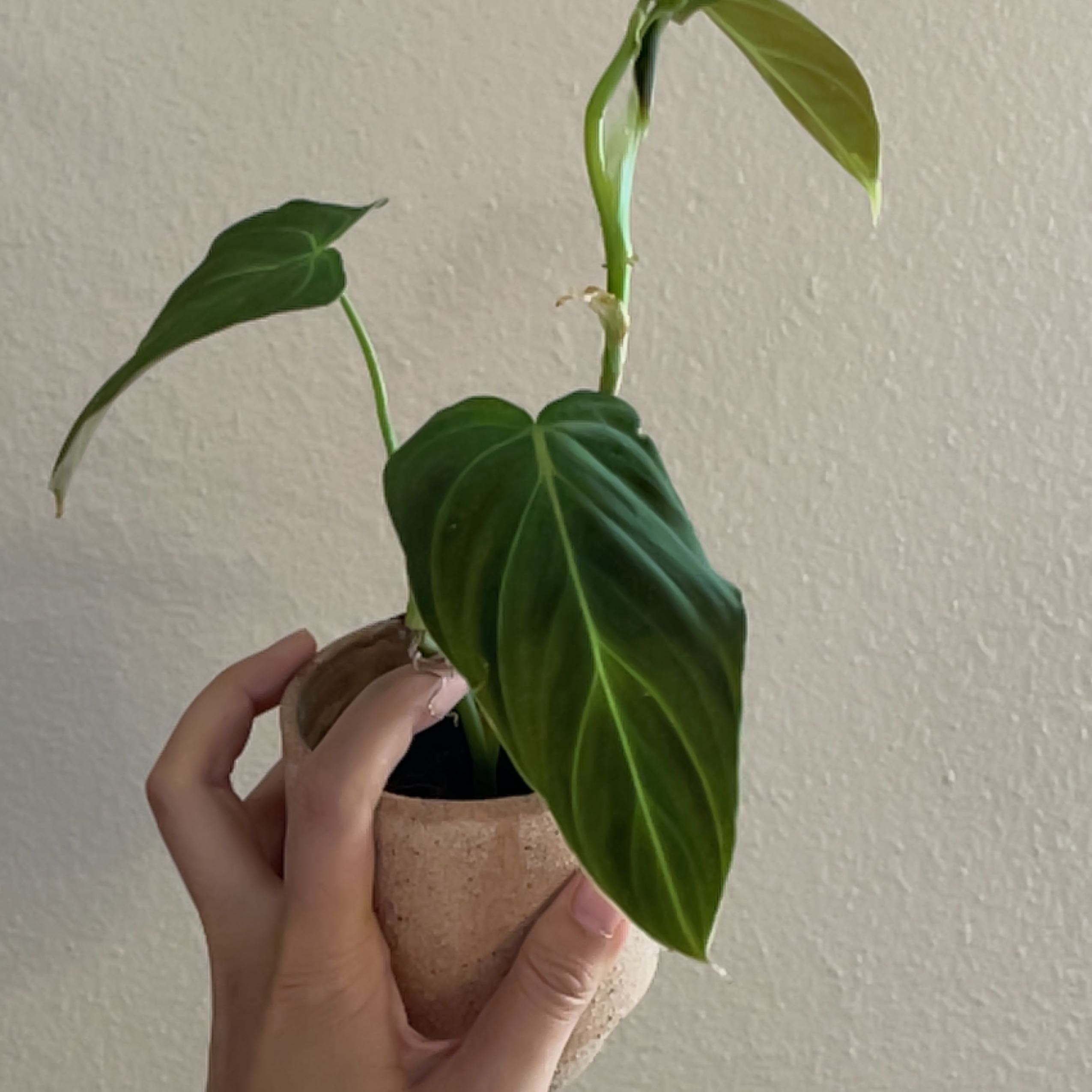 Philodendron Splendid plant in a small pot held by a hand, with vibrant green leaves.