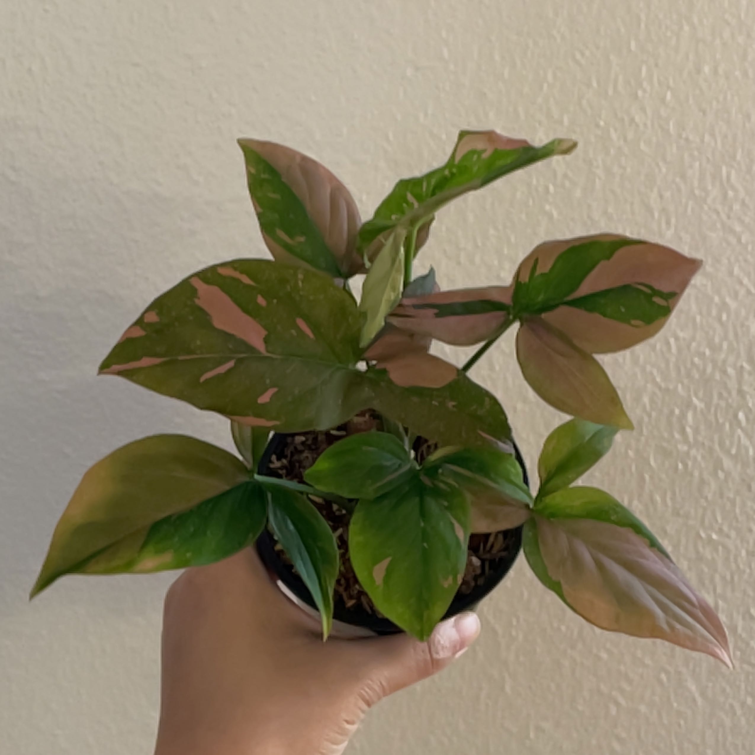 Pink Splash Arrowhead Vine with variegated leaves, held by a hand in a small pot.