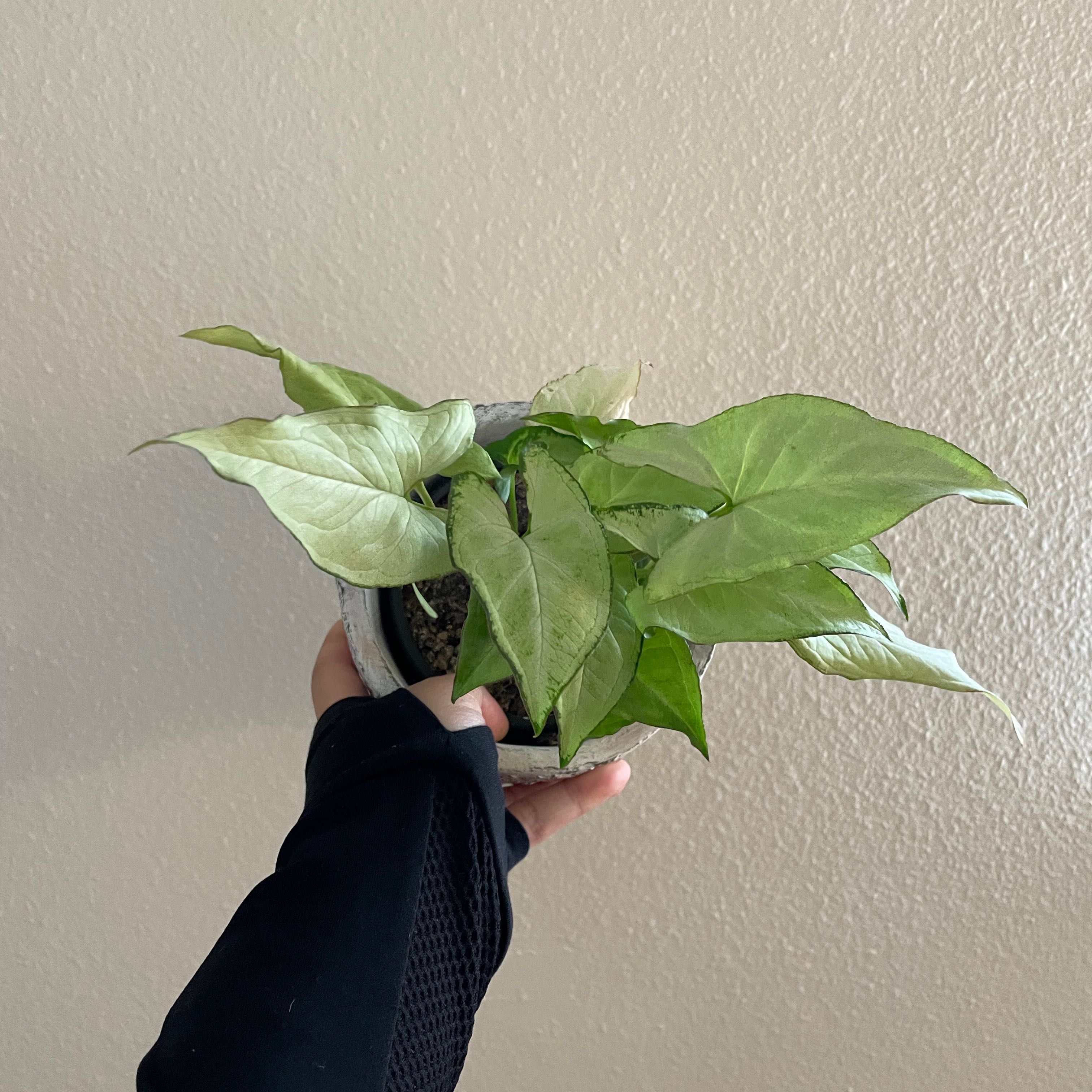 Syngonium 'Holly' plant held by a hand, with green leaves and visible soil.