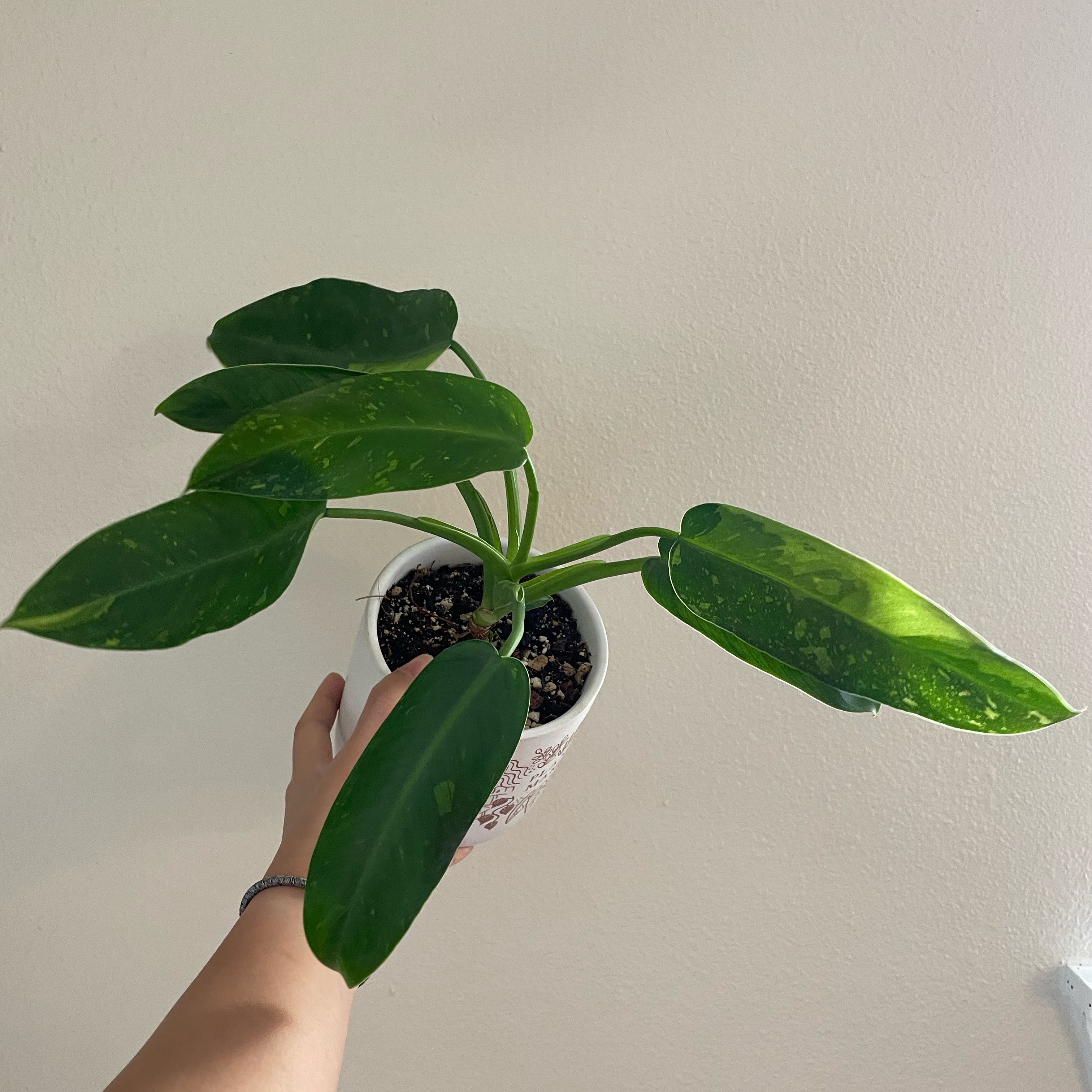 Philodendron 'Jose Buono' plant in a white pot held by a hand, with visible soil.