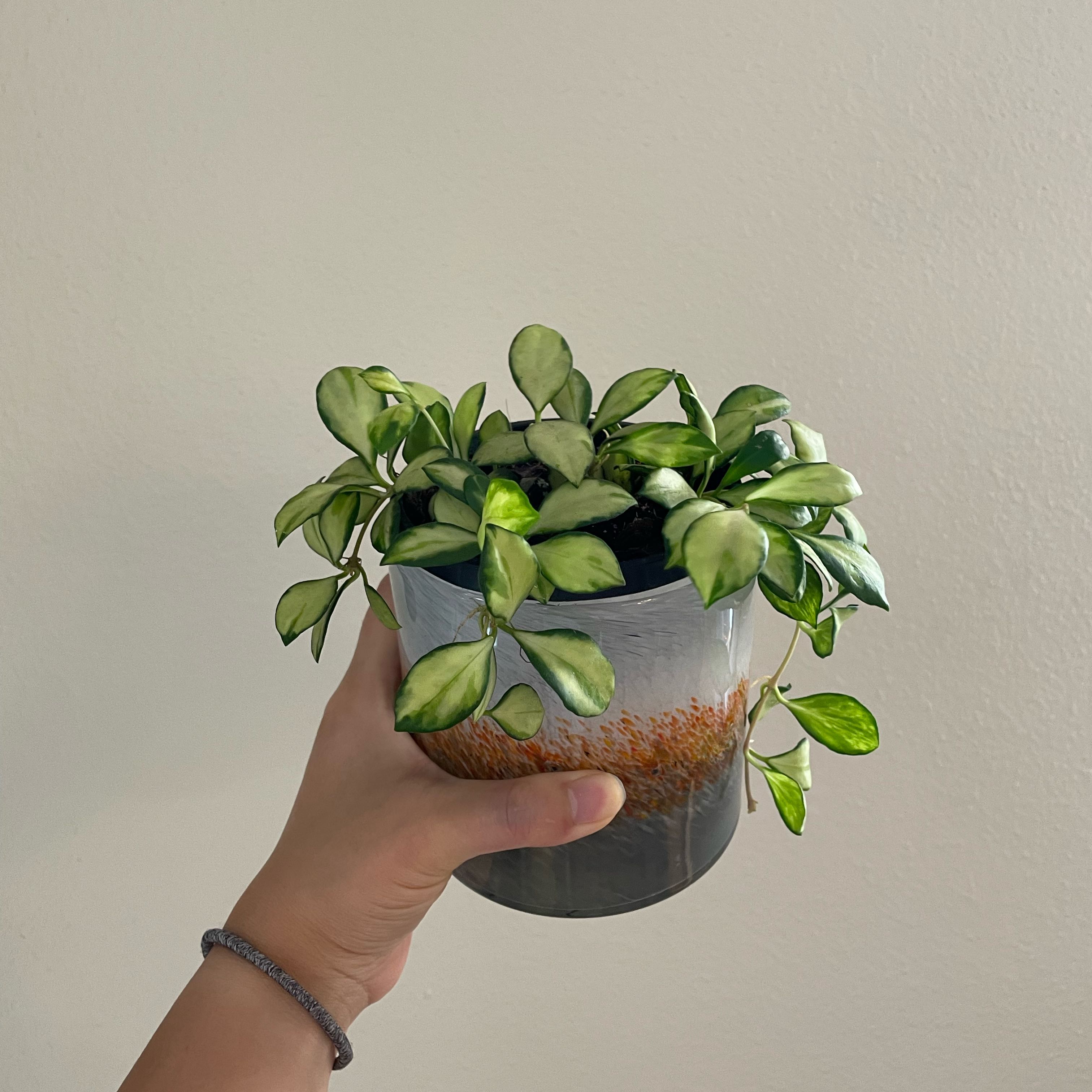Hoya heuschkeliana variegata plant in a pot, held by a hand.