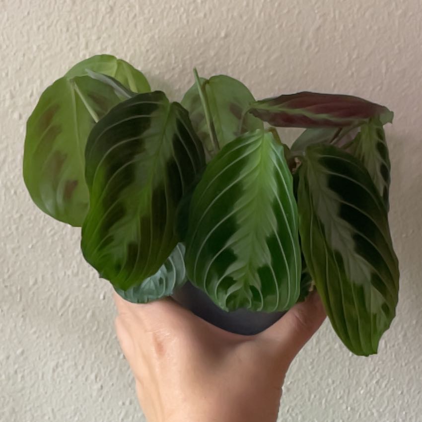 Photo of the plant species Black Prayer Plant by @angelatwong named Miranda II on Greg, the plant care app