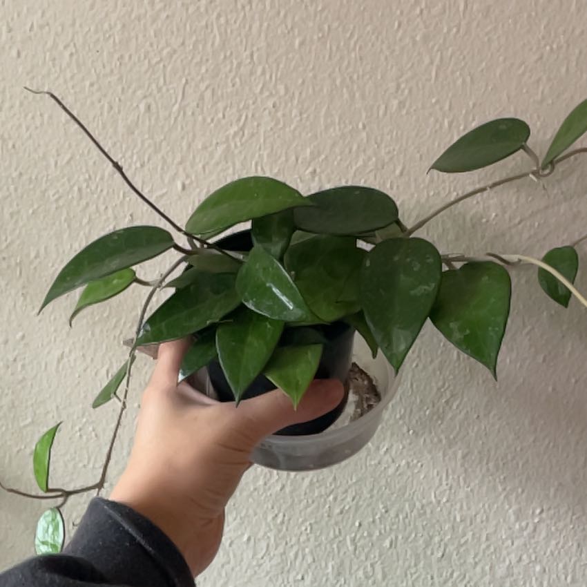 Photo of the plant species Black Margin Hoya Parasitica by @angelatwong named Margarita on Greg, the plant care app