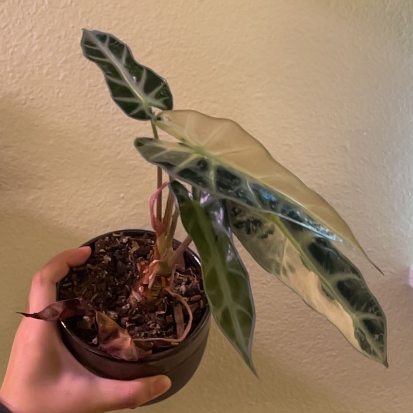 Photo of the plant species Alocasia Polly Variegated by @angelatwong named Polly on Greg, the plant care app