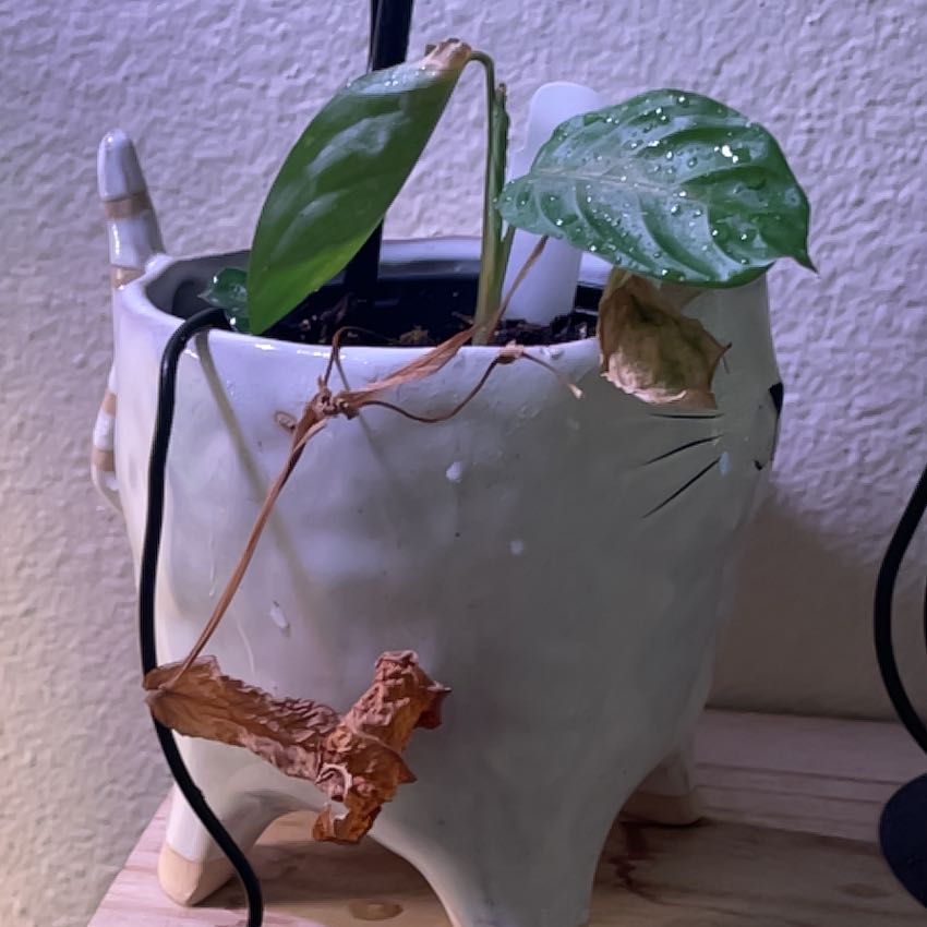 Photo of the plant species Maranta silver band prayer plant by @angelatwong named Winston on Greg, the plant care app