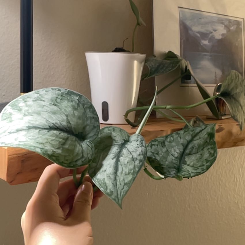 Photo of the plant species Scindapsus ‘Silver Cloud’ by @angelatwong named Tippy on Greg, the plant care app