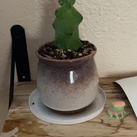 Photo of the plant species Boobie Cactus by @angelatwong named Sir Plancelot on Greg, the plant care app