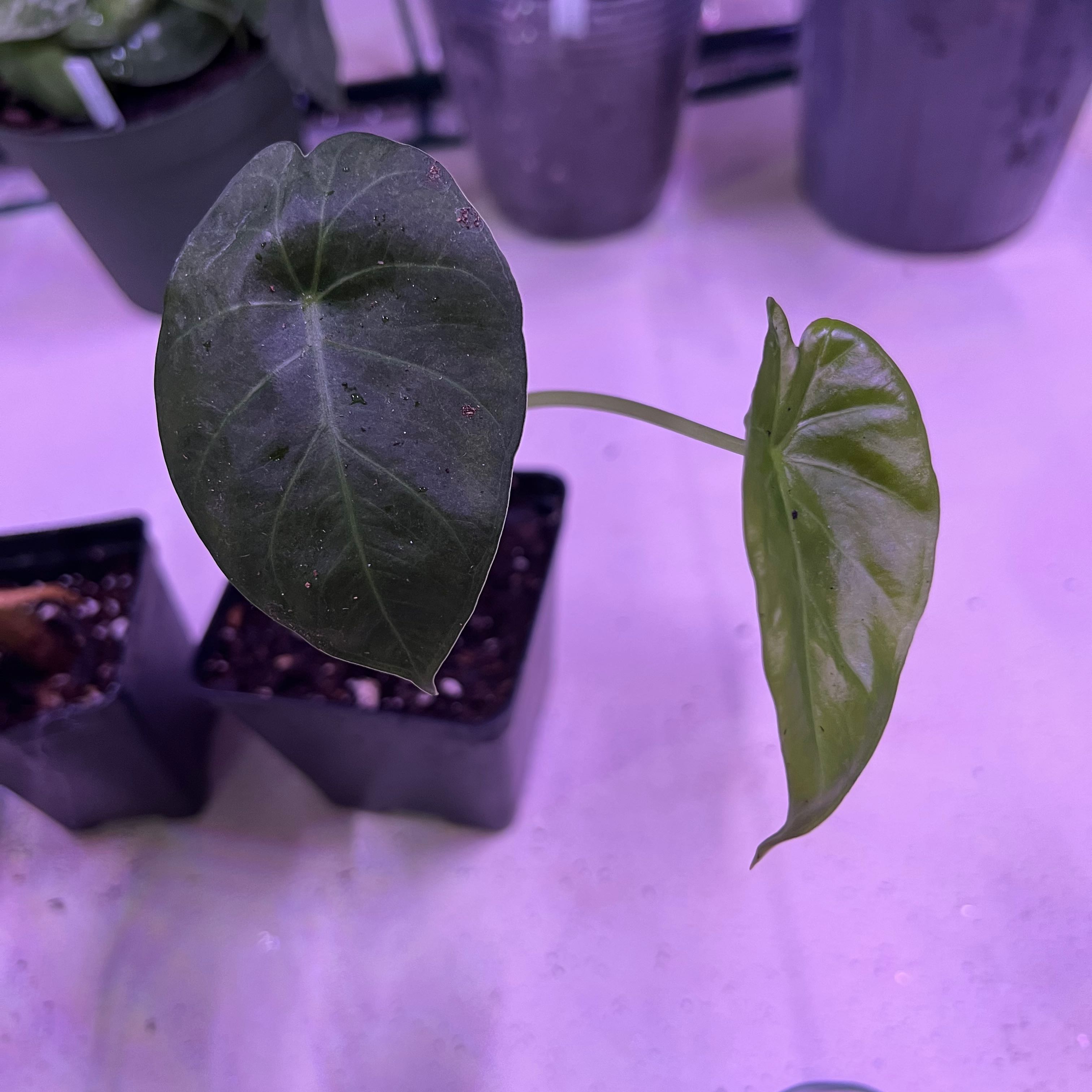 Jewel Alocasia plant with two healthy leaves in a pot, soil visible.