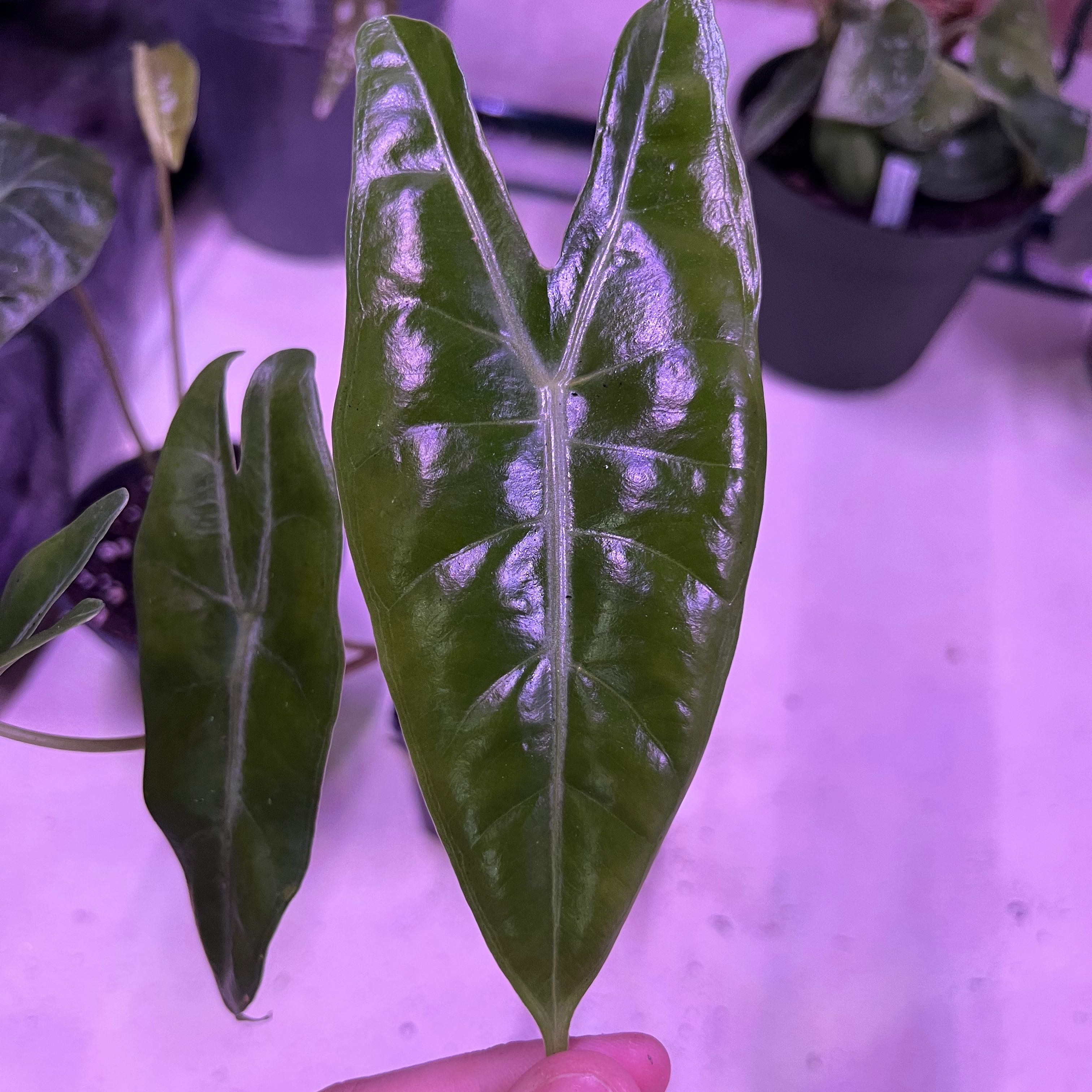 Close-up of a healthy Alocasia longiloba leaf, glossy and vibrant, with other plants in the background.