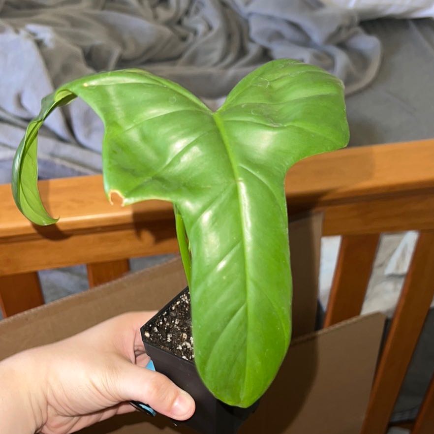 Horsehead Philodendron with large green leaves and slight browning on one leaf tip, held in a small pot.
